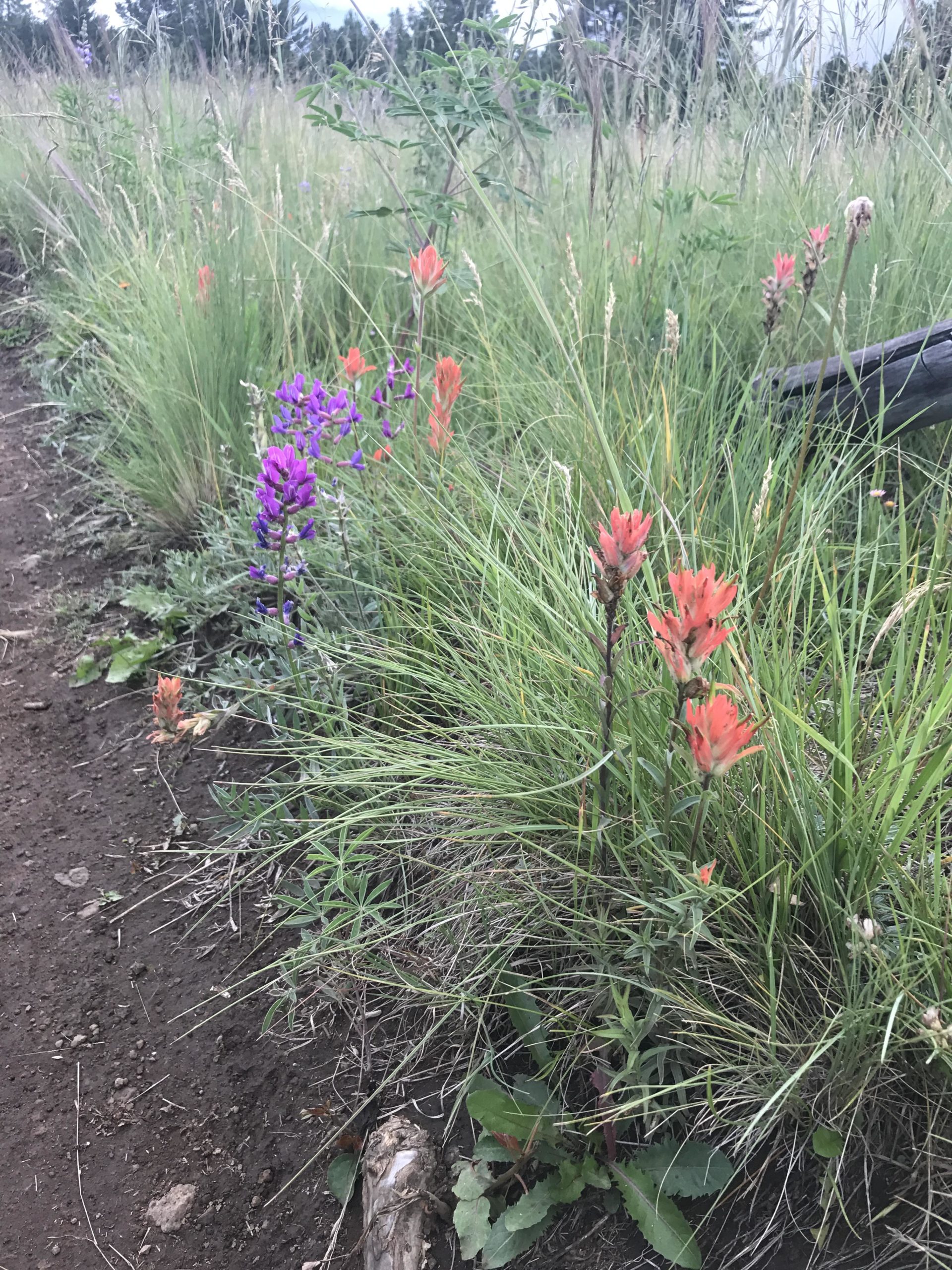 A vibrant display of wildflowers along a dirt path, featuring orange and purple blooms amidst tall green grasses. The scene captures the natural beauty of a lush landscape with a few wooden elements in the background. Arizona Trail: Flagstaff mountain bike trail.