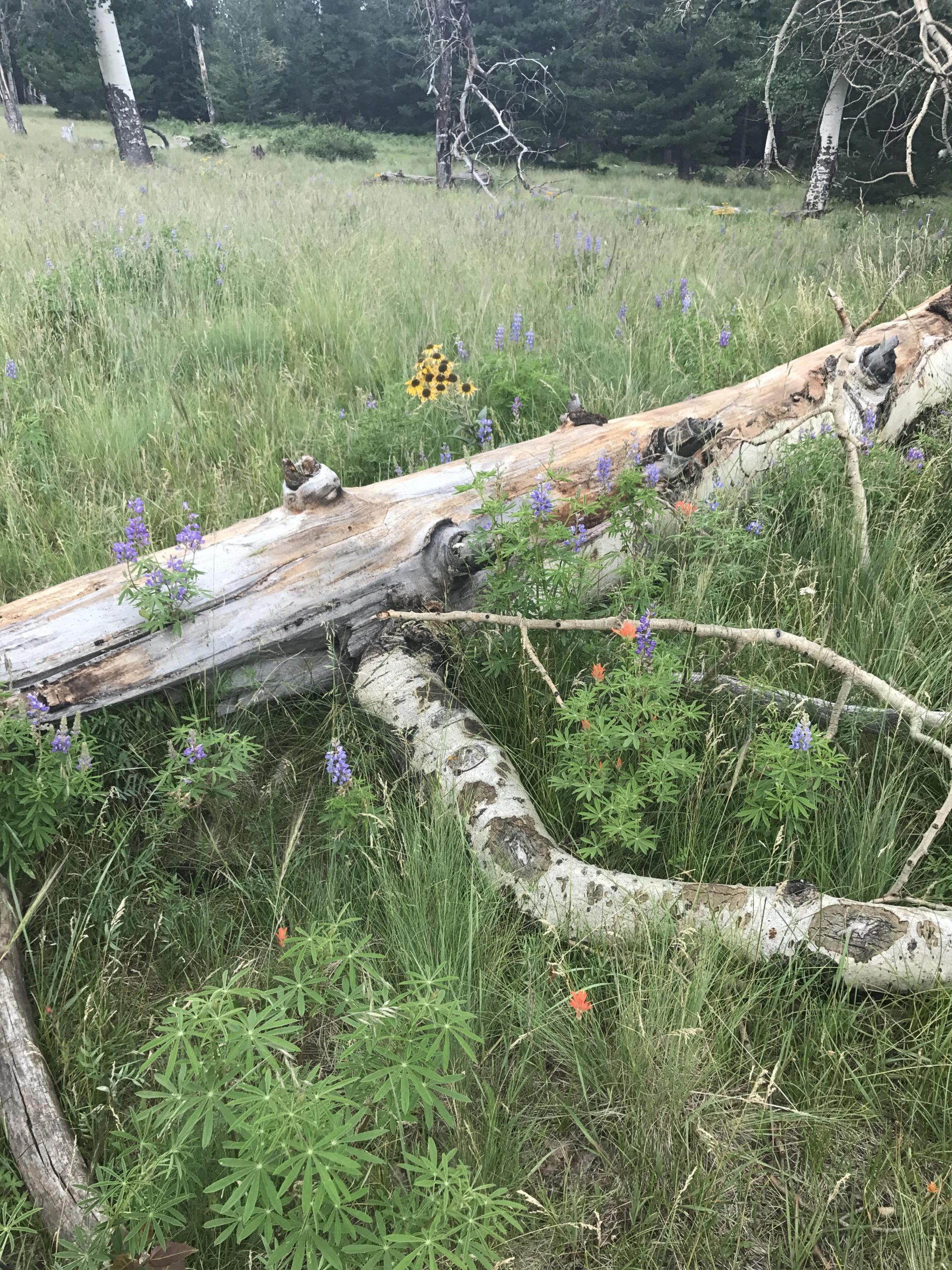 A fallen log covered in colorful wildflowers, including purple lupine and yellow sunflowers, surrounded by tall green grass and lush foliage. The background features sparse trees and a natural, serene landscape. Arizona Trail: Flagstaff mountain bike trail.