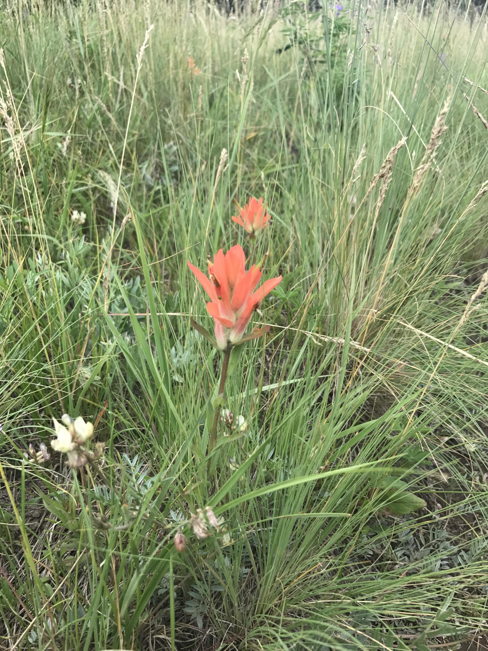 A vivid orange wildflower among tall green grasses, with a few other smaller flowers and a blurred background of more foliage. Arizona Trail: Flagstaff mountain bike trail.