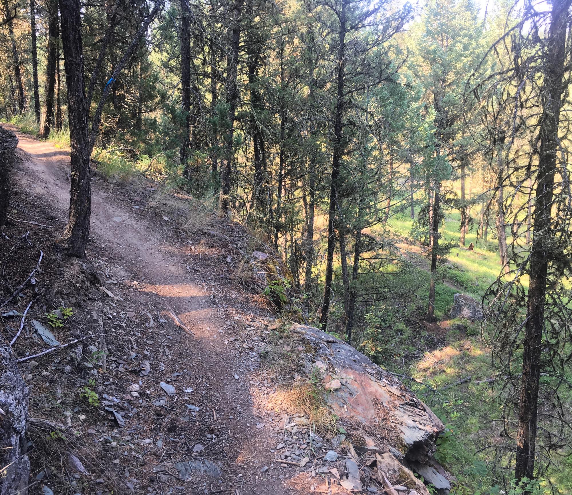 A winding dirt trail surrounded by tall trees, leading through a forested area with patches of sunlight filtering through the foliage. The trail is slightly elevated on one side, showcasing rocks and greenery along the path. Lake Lillian mountain bike trail.