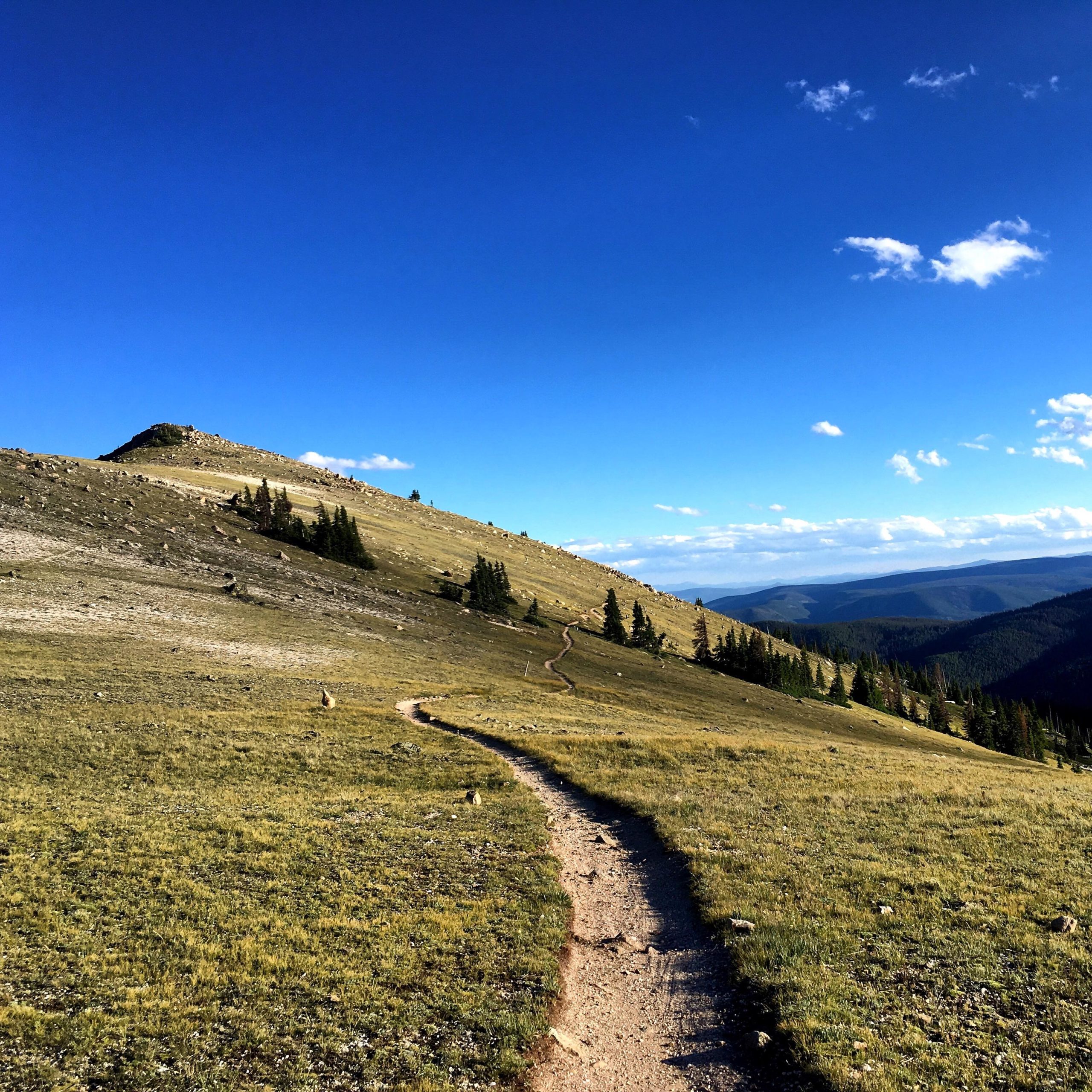 A winding dirt trail leads through a grassy hillside with patches of trees, set against a clear blue sky with a few scattered clouds. The view extends into rolling mountains in the distance. Monarch Crest Trail mountain bike trail.