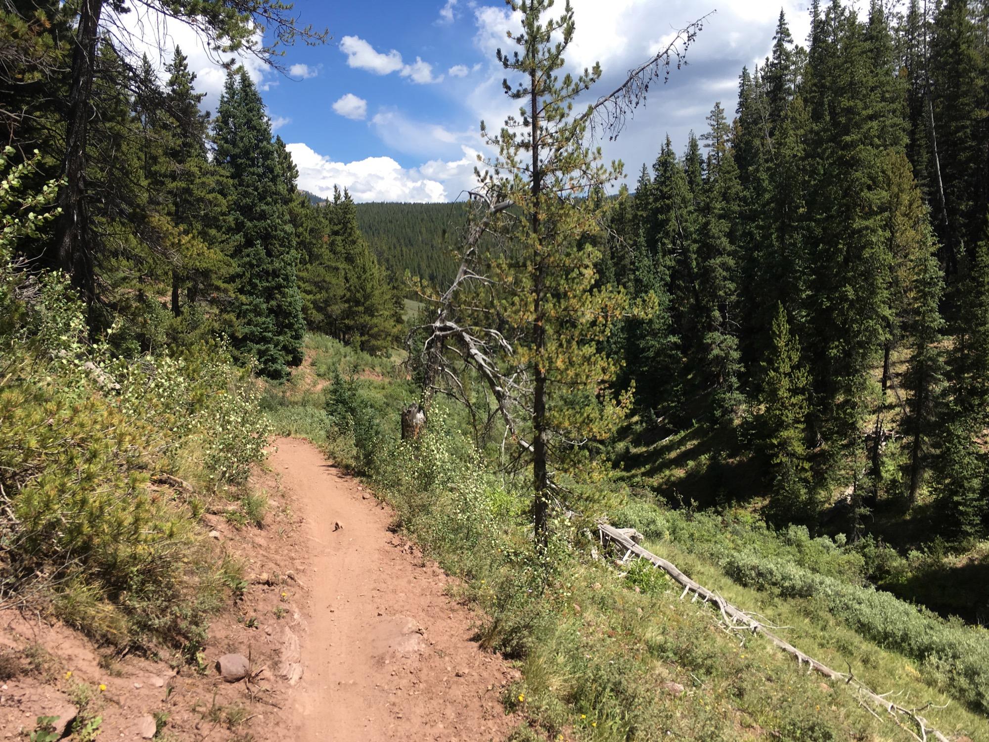 A dirt hiking trail winds through a lush green forest with tall evergreen trees and underbrush under a bright blue sky dotted with fluffy white clouds. The path is lined with small rocks and plants, leading into the dense woods. Reno / Flag / Bear / Deadman Loop mountain bike trail.