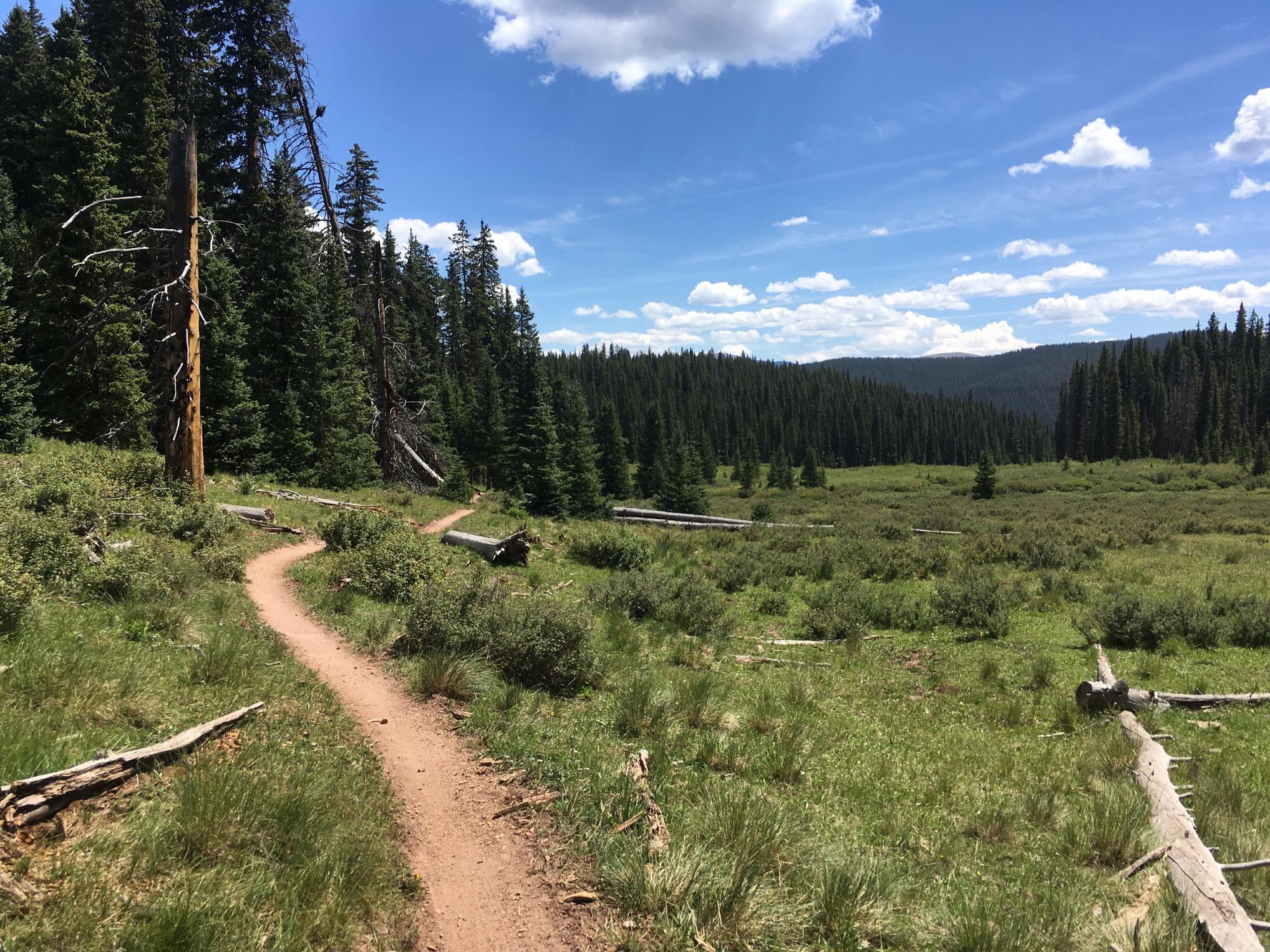 A winding dirt path through a lush green meadow surrounded by tall pine trees under a bright blue sky with scattered clouds. Reno / Flag / Bear / Deadman Loop mountain bike trail.