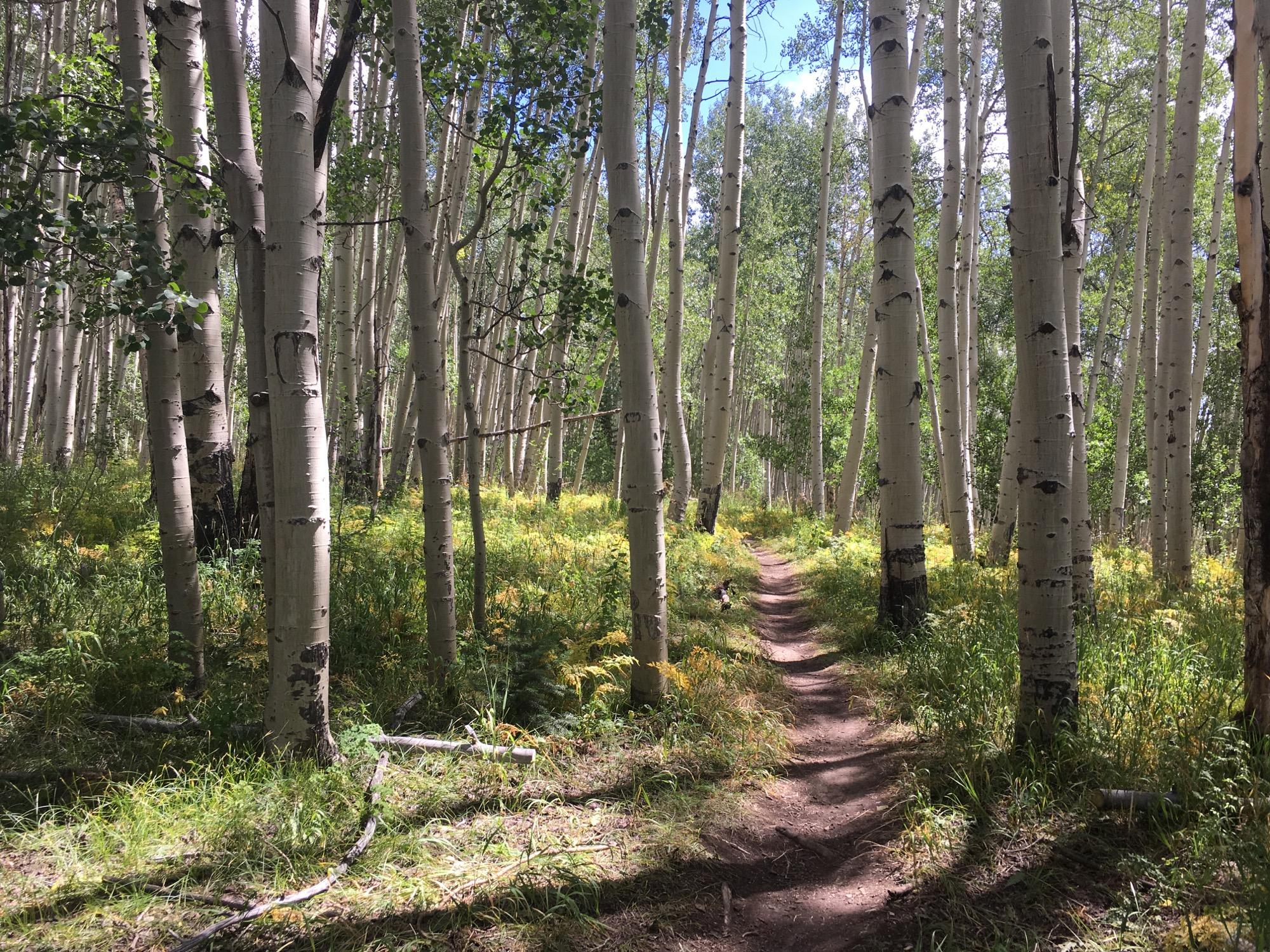 A winding dirt path leads through a lush forest of tall, white-barked aspen trees, surrounded by vibrant green foliage and patches of yellow flowers under a bright blue sky with scattered clouds. Columbine mountain bike trail.