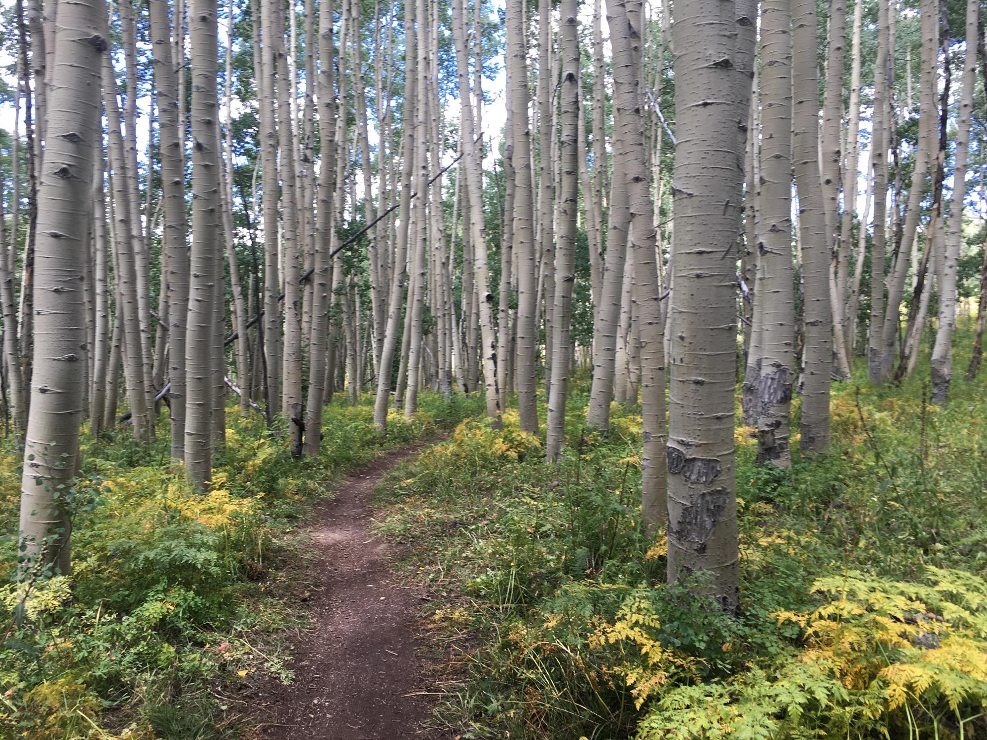 A winding dirt path navigates through a grove of tall, slender aspen trees, their light-colored trunks standing out against the vibrant greenery and splashes of yellow foliage on the forest floor. The scene is serene, with a clear sky visible through the leaves above, creating a tranquil atmosphere typical of a peaceful woodland setting. Columbine mountain bike trail.