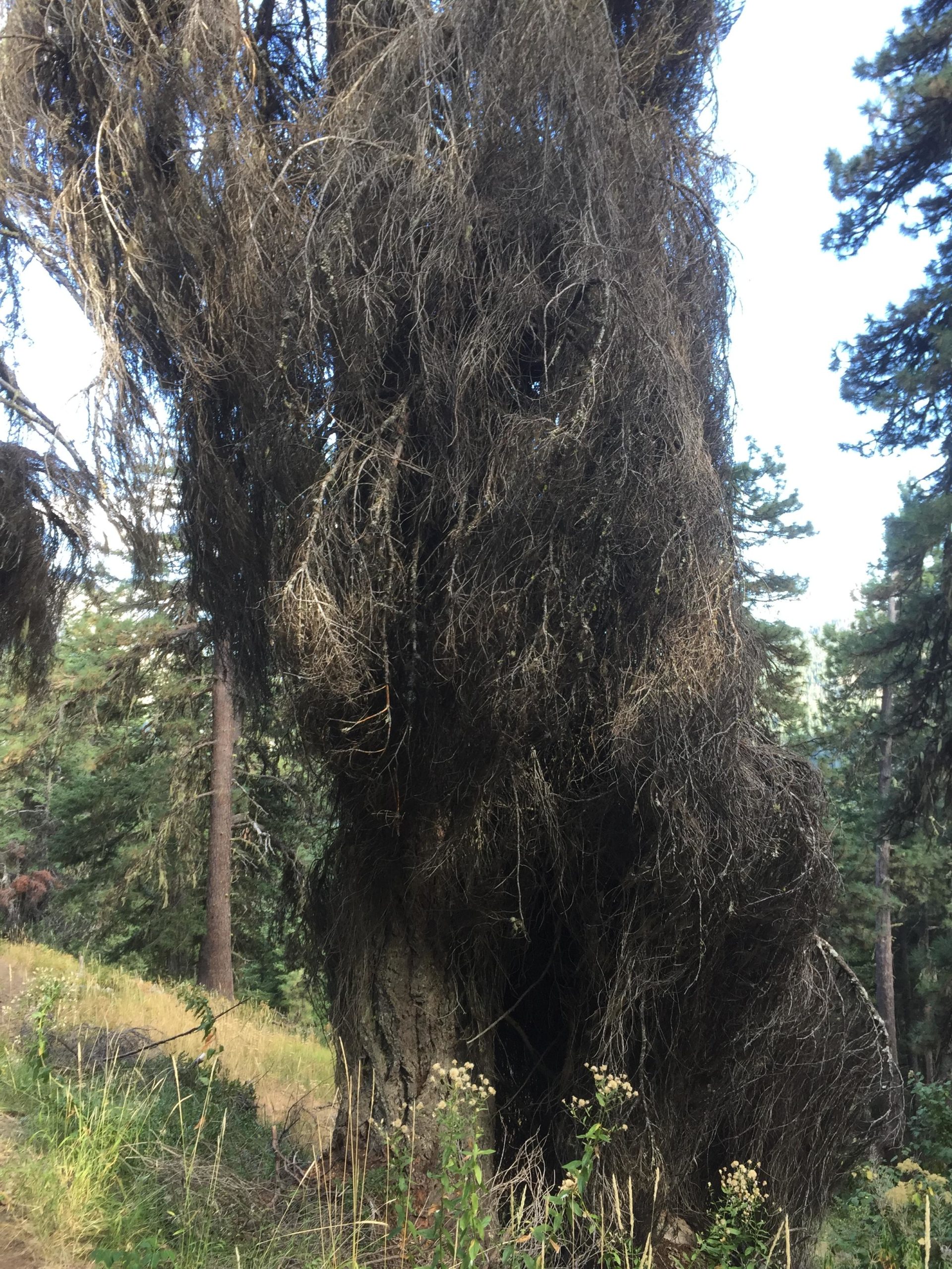 A close-up view of a large, gnarled tree with long, shaggy branches and a rugged trunk, surrounded by a forest setting. The ground is covered with grass and wildflowers, while other tall trees can be seen in the background. The sky above is partially visible. Merritt Lake Trail #1588 mountain bike trail.