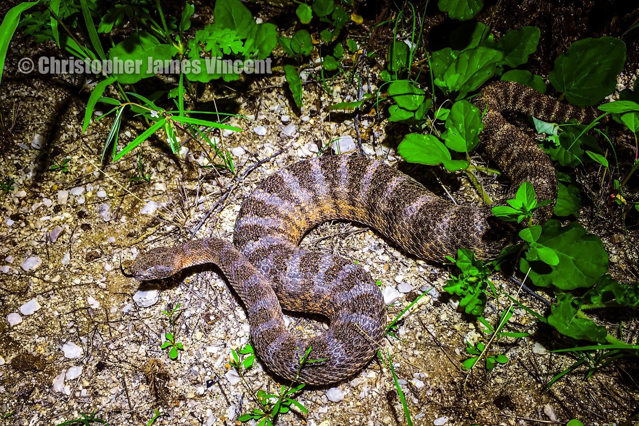 A coiled snake resting on a gravelly ground, partially surrounded by various green plants. The snake has a patterned brown and tan texture, with distinct stripes along its body. The scene is illuminated, highlighting the snake and the surrounding foliage. 50-year Trail / Golder Ranch mountain bike trail.