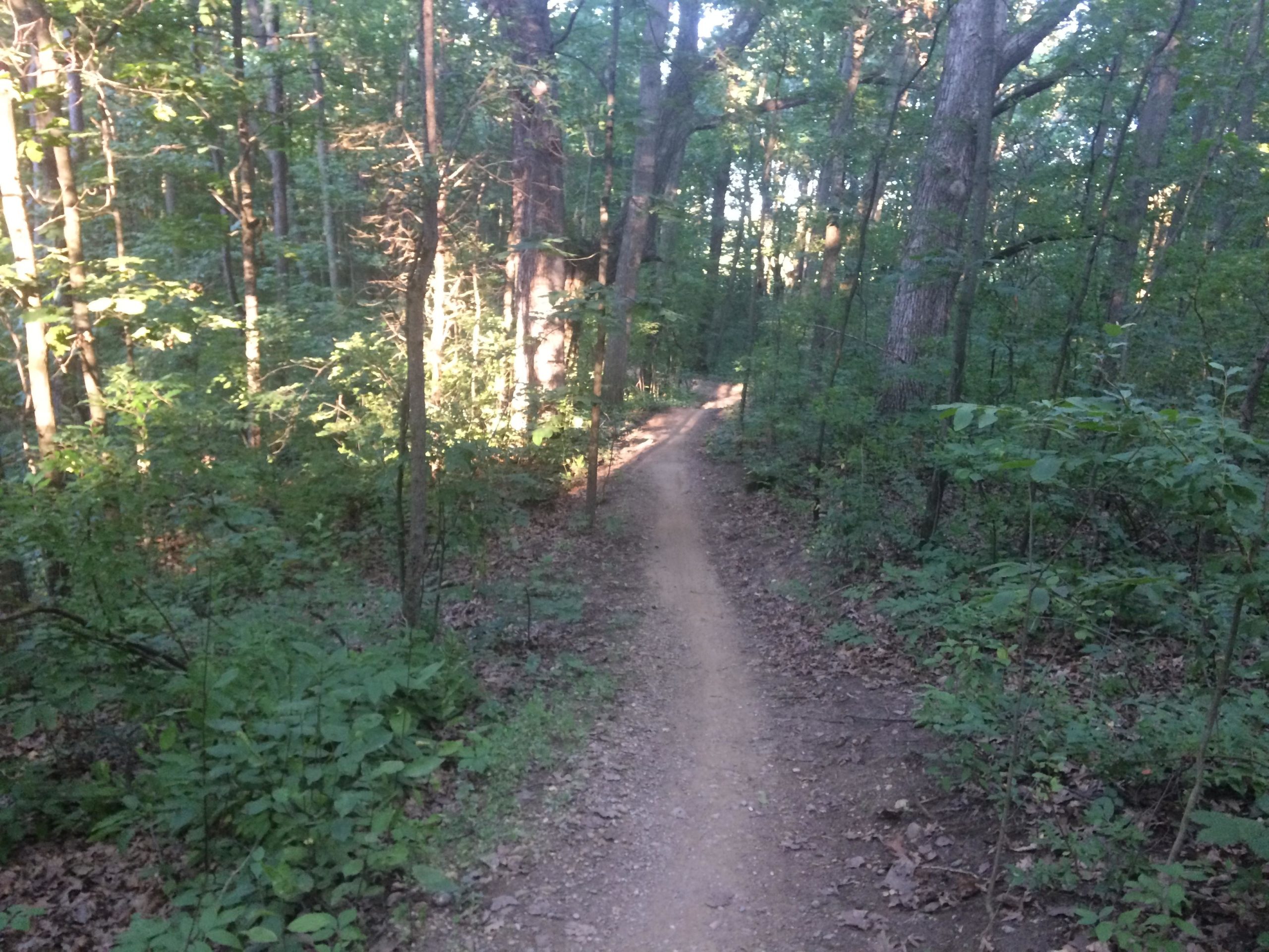 A winding dirt path through a lush green forest, surrounded by tall trees and dense foliage, with soft sunlight filtering through the leaves. DTE Energy Foundation Trail mountain bike trail.