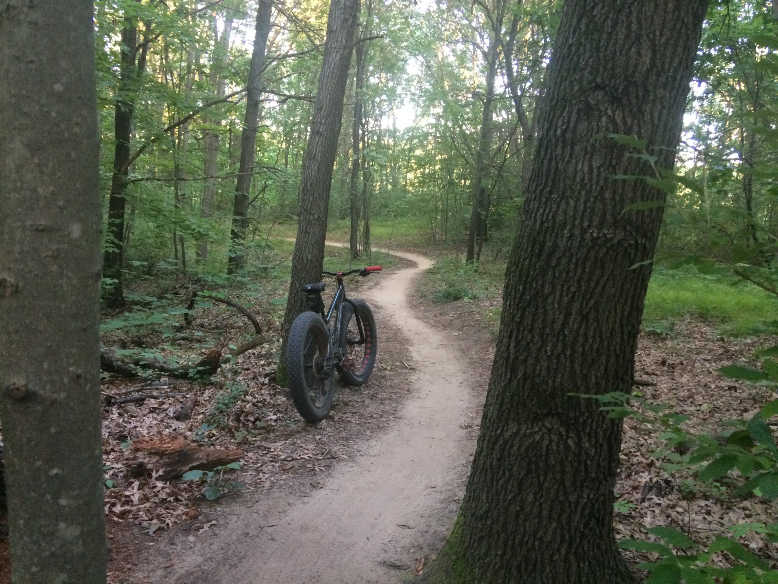 A fat tire bike leaning against a tree on a winding dirt path through a lush green forest. Sunlight filters through the trees, creating a serene and inviting atmosphere in nature. DTE Energy Foundation Trail mountain bike trail.