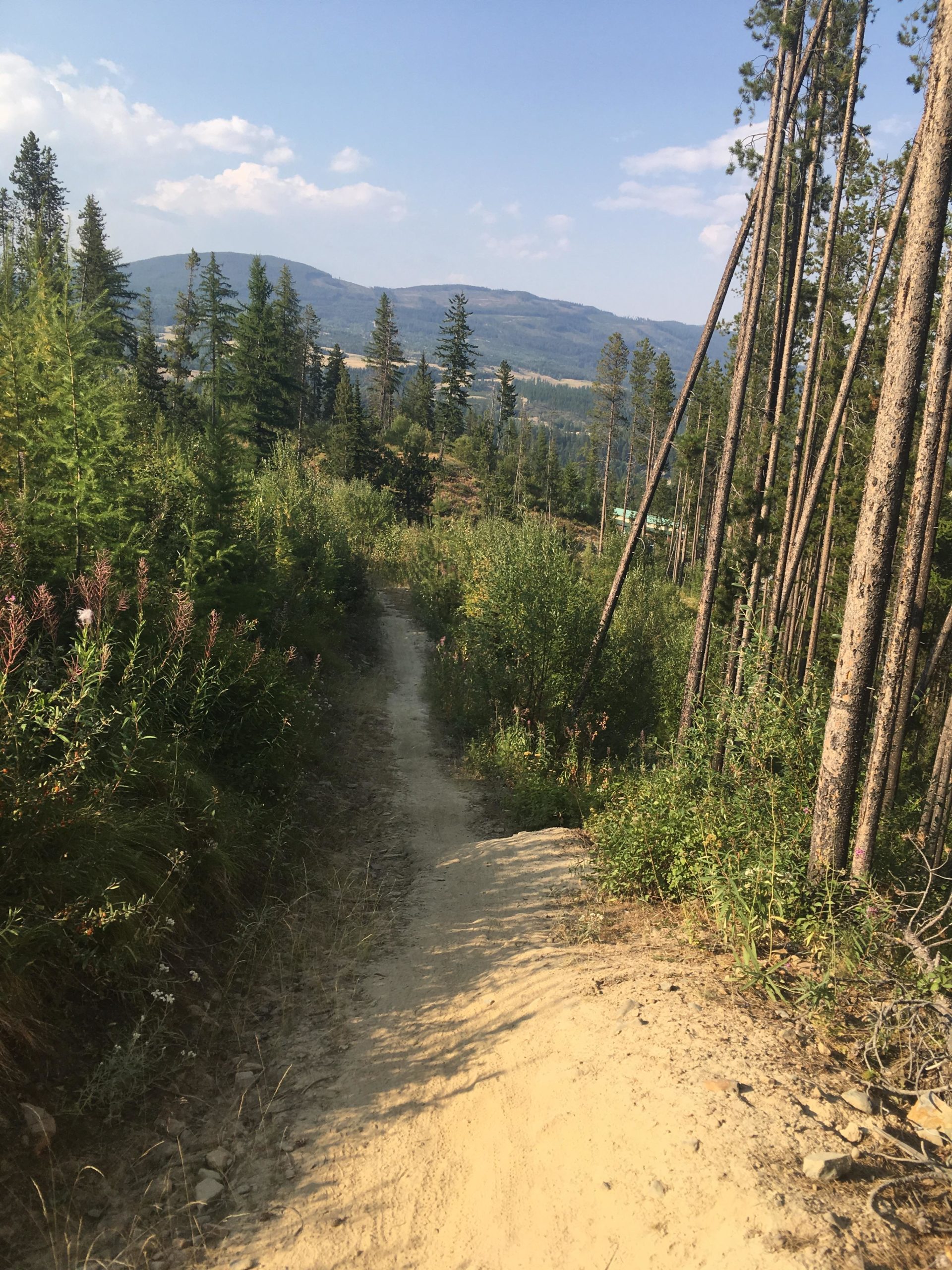 A sandy pathway winding through a lush forest, surrounded by tall pine trees and greenery, with distant mountains under a blue sky dotted with clouds. Magic Line mountain bike trail.