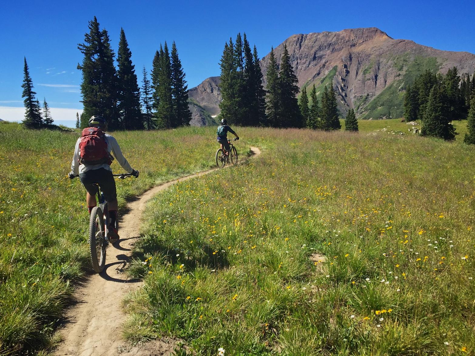 Two mountain bikers navigating a winding dirt trail through a grassy field with wildflowers, surrounded by tall evergreens and a mountainous backdrop under a clear blue sky. Trail 401 mountain bike trail.