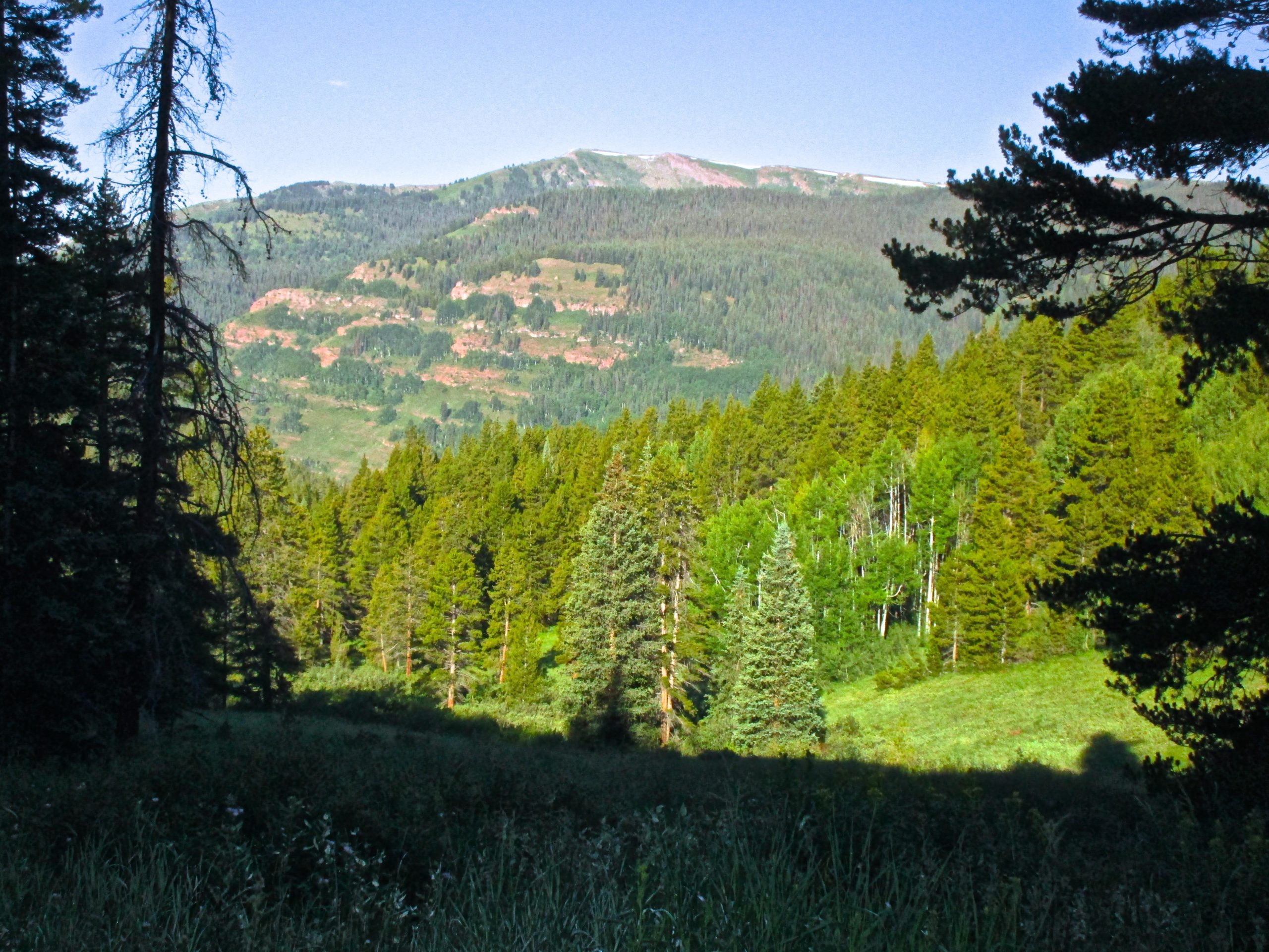 A scenic view of a lush, green forest set against rolling hills and a distant mountain range under a clear blue sky. Various types of trees fill the foreground, while sunlight casts shadows on the ground, creating a serene natural landscape. Reno / Flag / Bear / Deadman Loop mountain bike trail.