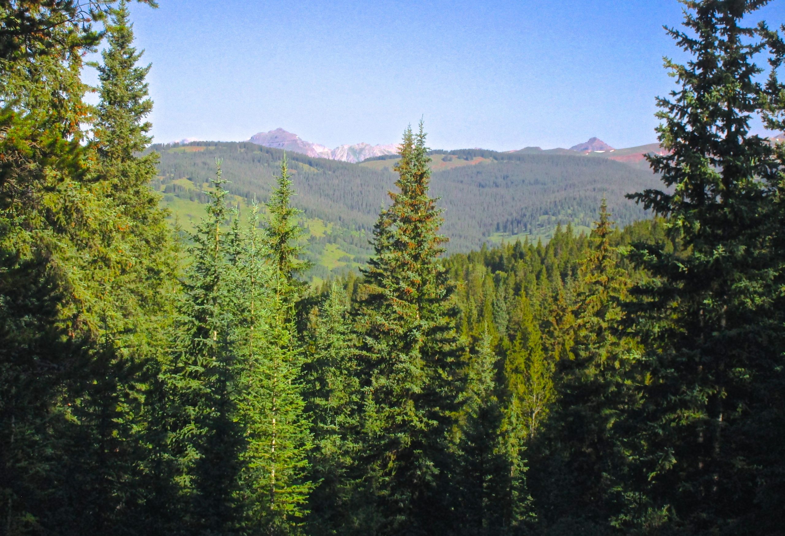 A scenic view of a dense forest with tall evergreen trees in the foreground, leading to rolling green hills and distant mountains under a clear blue sky. Reno / Flag / Bear / Deadman Loop mountain bike trail.