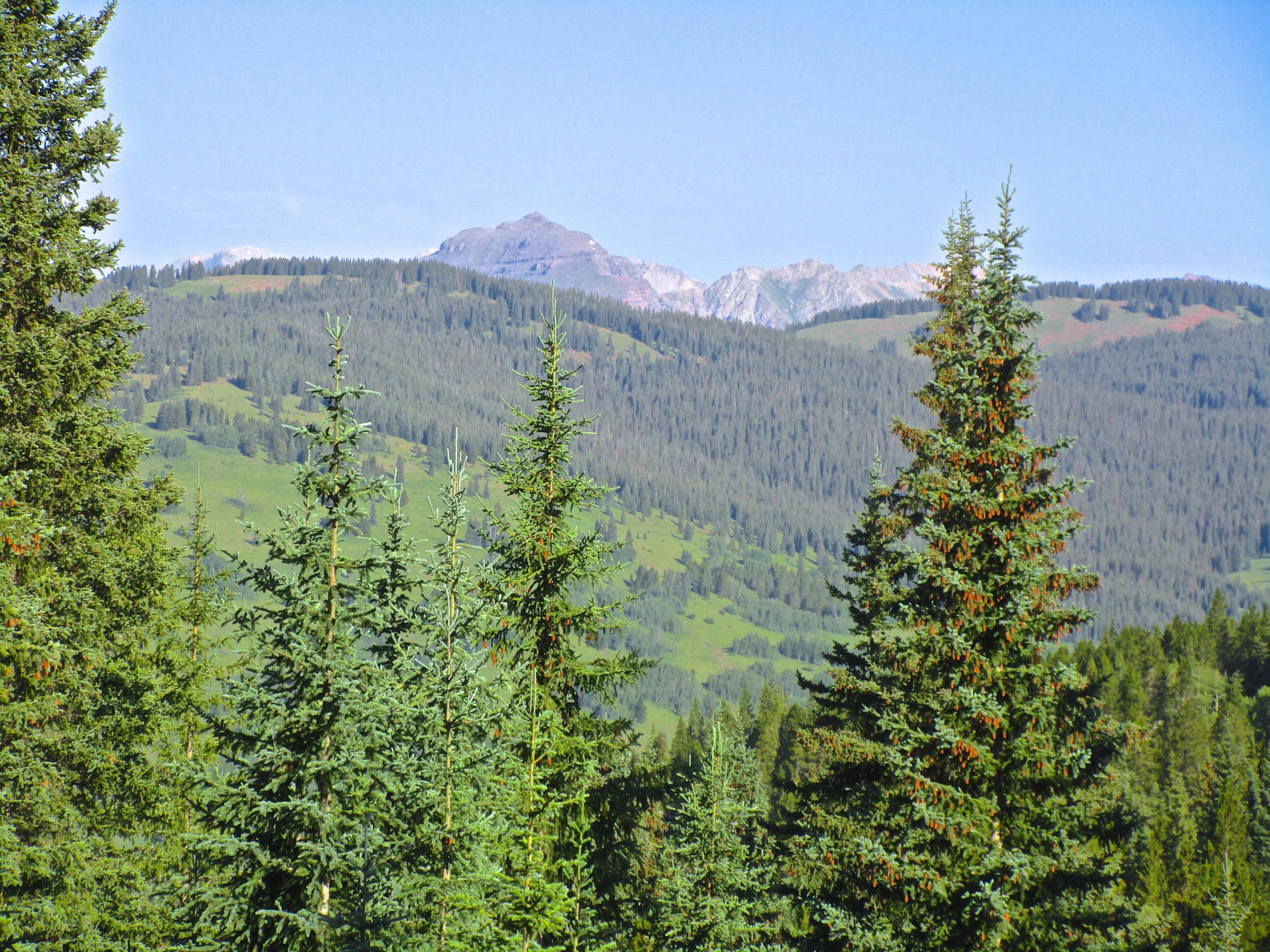 A scenic view of a mountainous landscape featuring dense evergreen trees in the foreground with rolling green hills and distant jagged mountain peaks under a clear blue sky. Reno / Flag / Bear / Deadman Loop mountain bike trail.