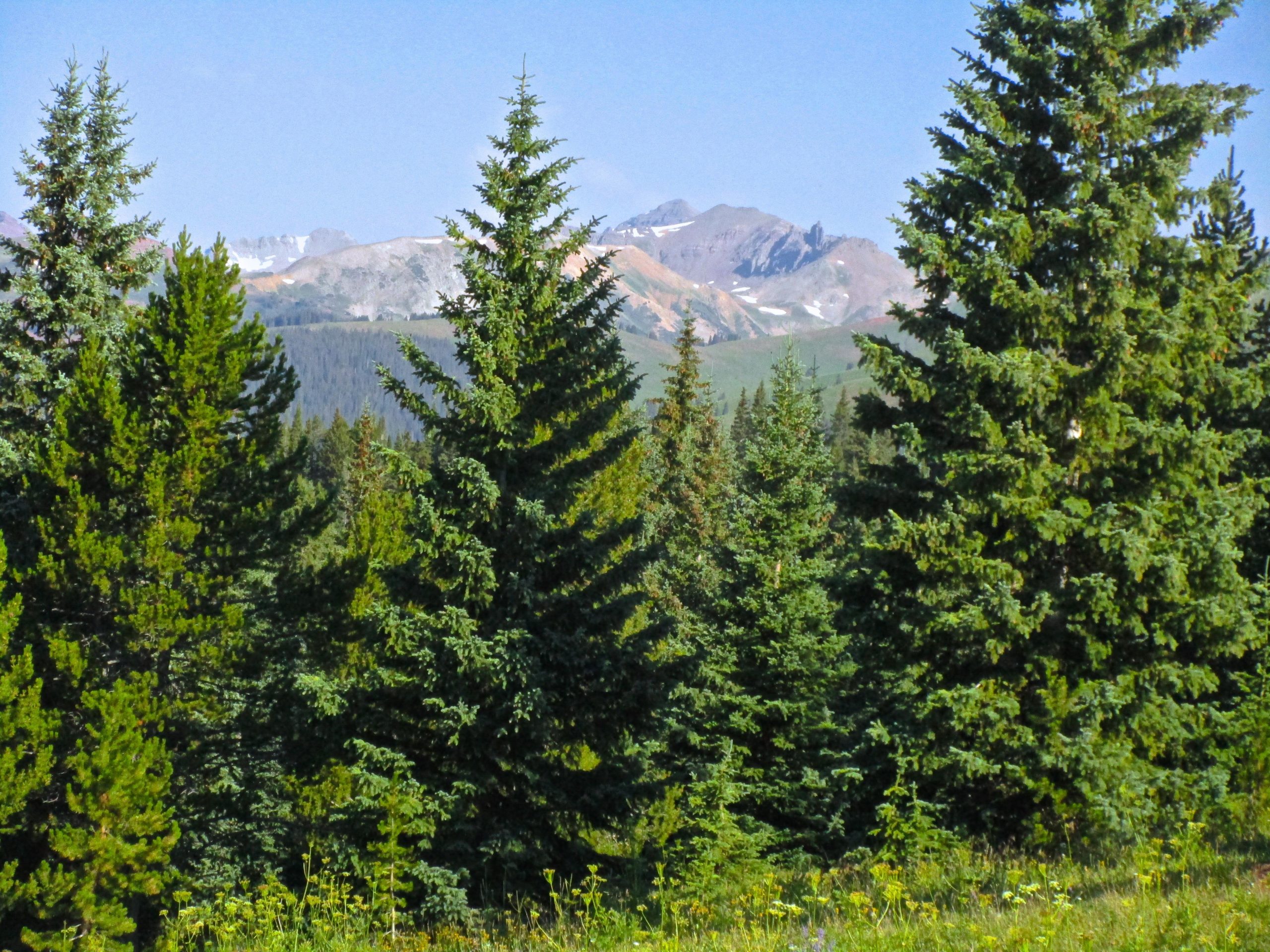 A scenic view of lush green coniferous trees in the foreground with rugged mountains and a clear blue sky in the background, showcasing the beauty of nature. Reno / Flag / Bear / Deadman Loop mountain bike trail.