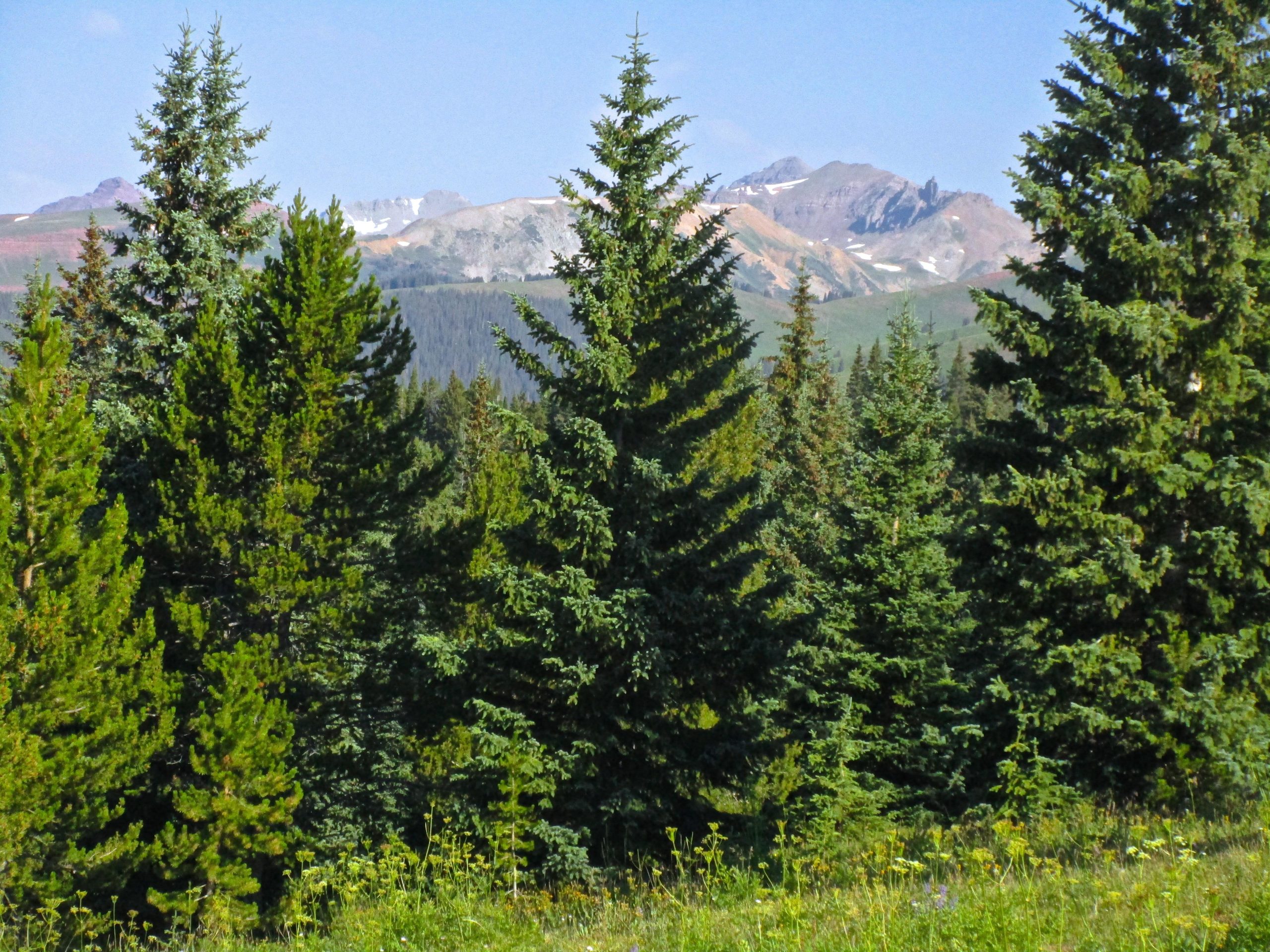 A scenic view of a dense forest with tall evergreen trees in the foreground, set against a backdrop of distant mountains. The mountains feature patches of snow and a variety of colors reflecting the natural landscape under a bright blue sky. Reno / Flag / Bear / Deadman Loop mountain bike trail.