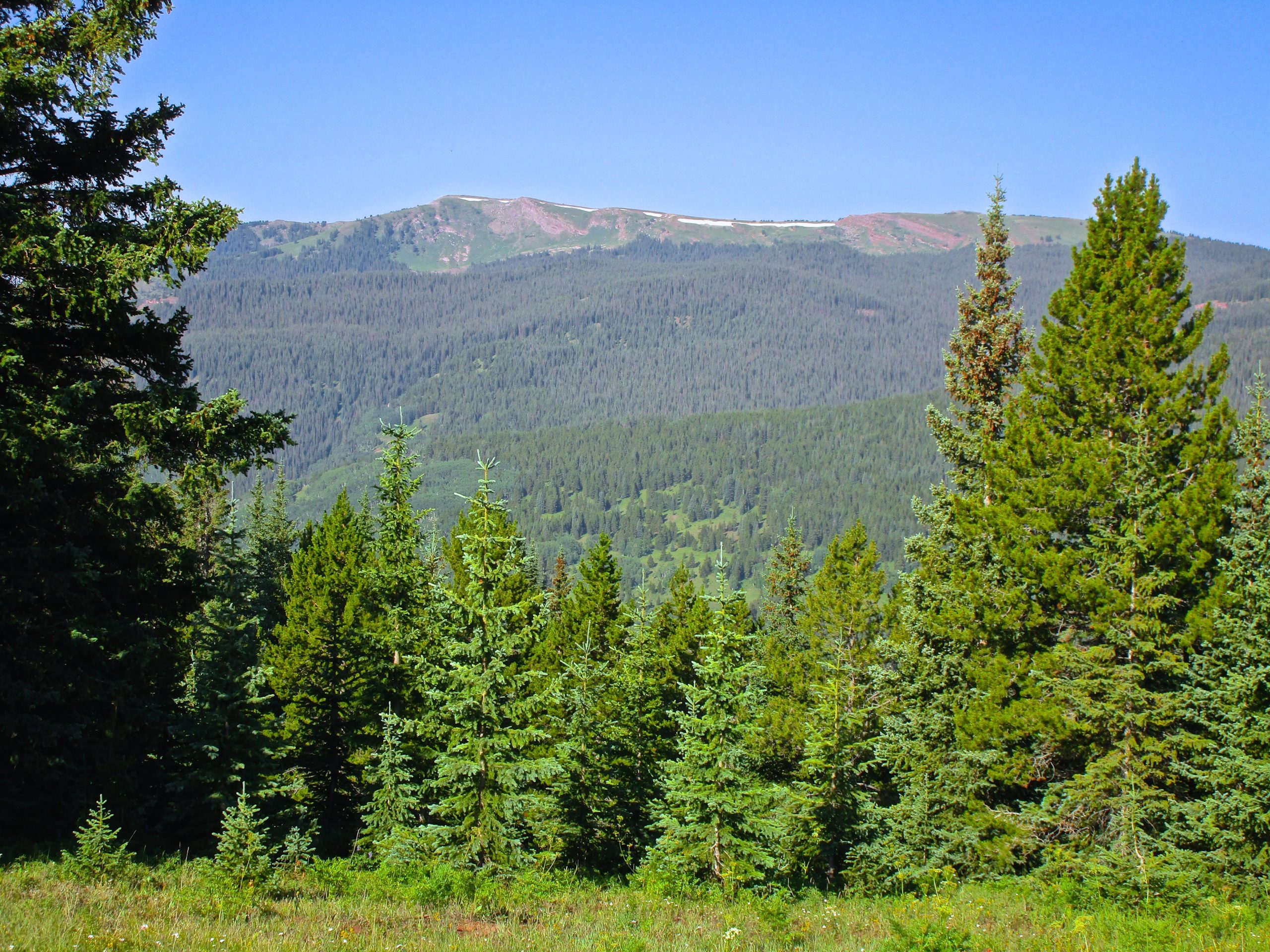 A picturesque landscape featuring a dense forest of evergreen trees in the foreground, with rolling hills and a mountain range in the background under a clear blue sky. The mountain peaks are partially capped with snow, and the greenery extends into the distance, creating a serene natural scene. Reno / Flag / Bear / Deadman Loop mountain bike trail.