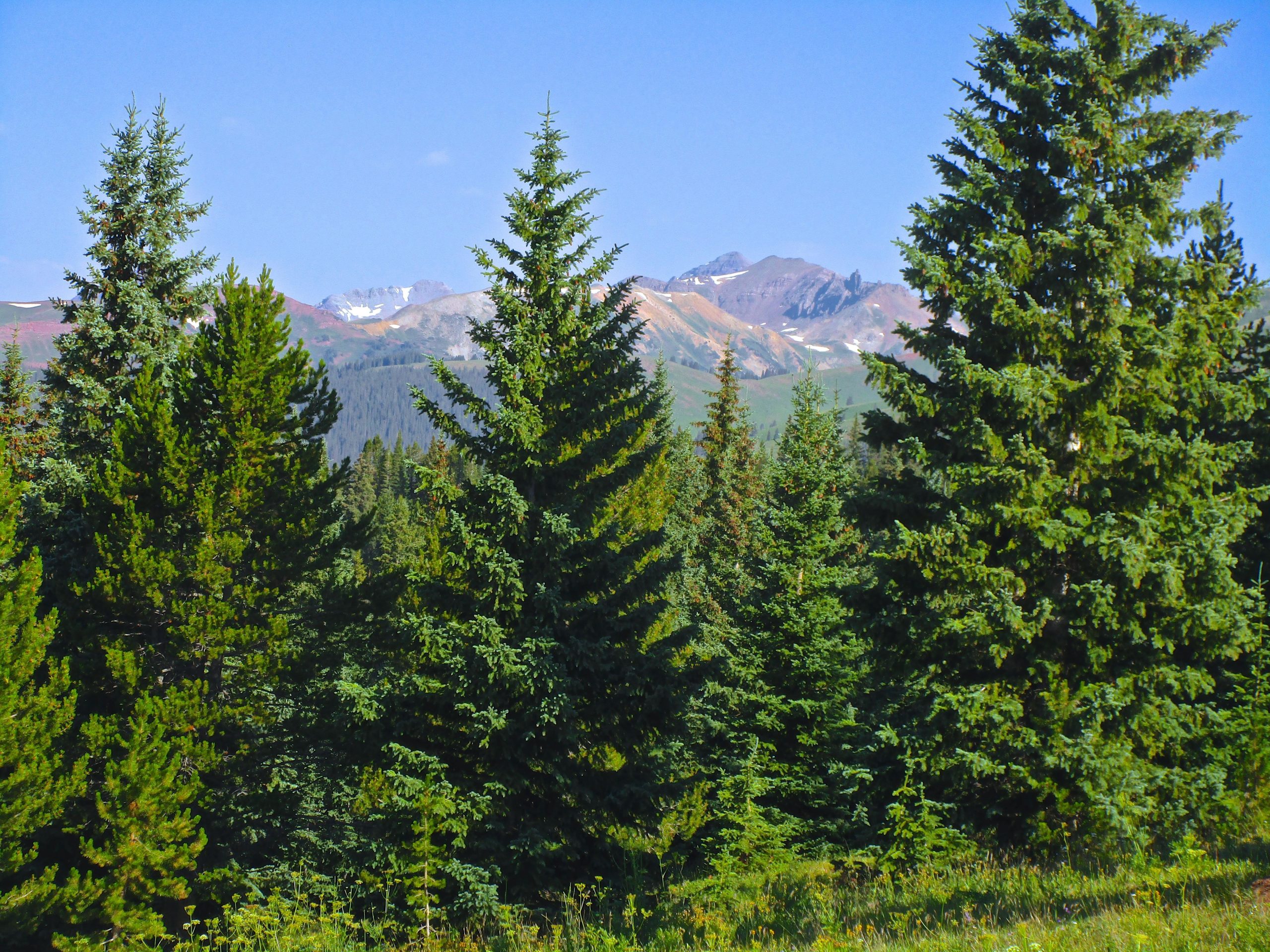 A landscape featuring tall evergreen trees in the foreground, with a backdrop of rugged mountains under a clear blue sky. The mountain peaks are partially snow-capped, and the scene includes greenery and a mix of rocky terrain in the distance. Reno / Flag / Bear / Deadman Loop mountain bike trail.