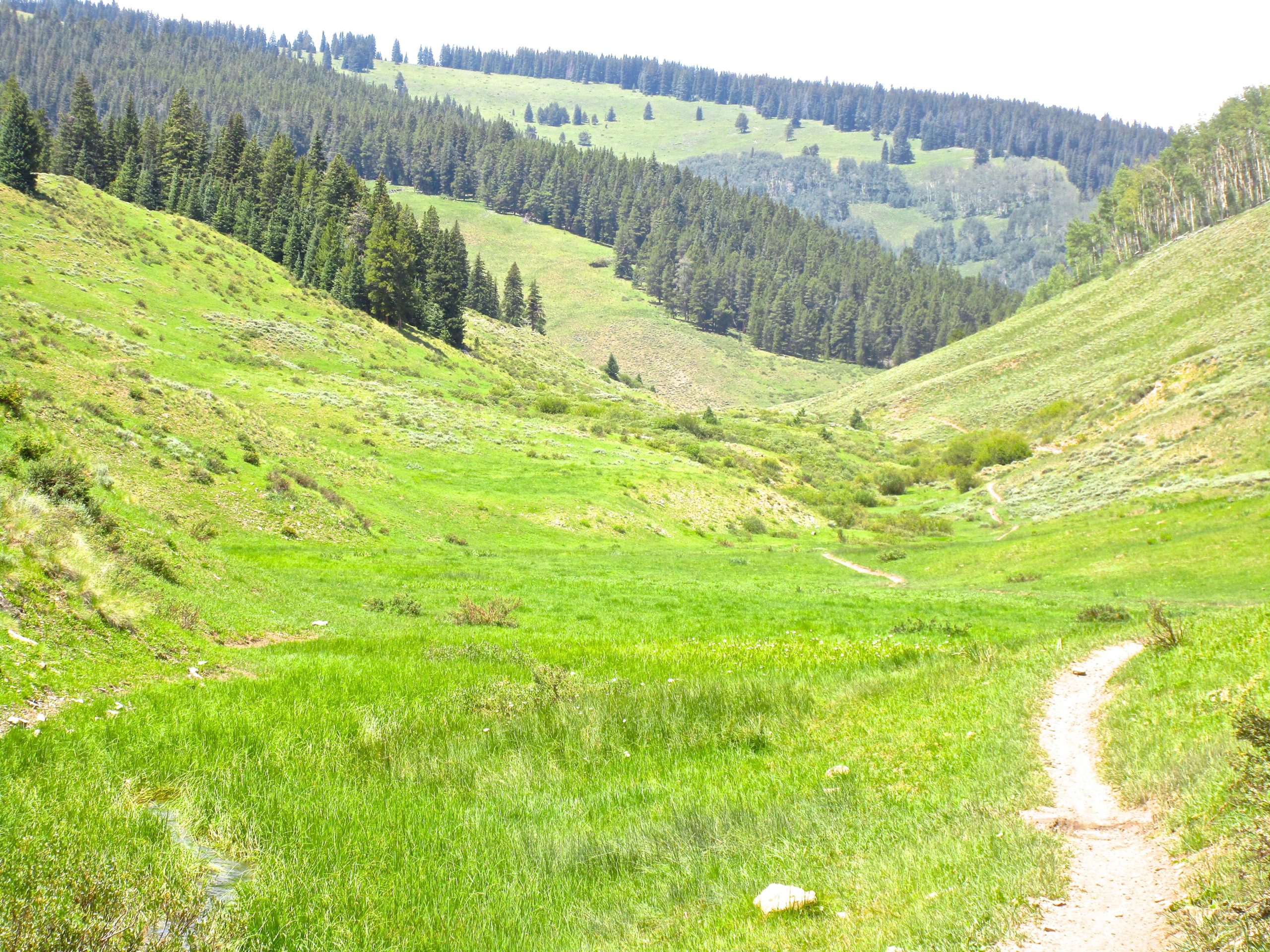 A scenic view of a lush green valley surrounded by gently sloping hills and dense evergreen trees. A winding dirt path leads through the vibrant grass, inviting exploration into the serene landscape under a bright sky. Reno / Flag / Bear / Deadman Loop mountain bike trail.