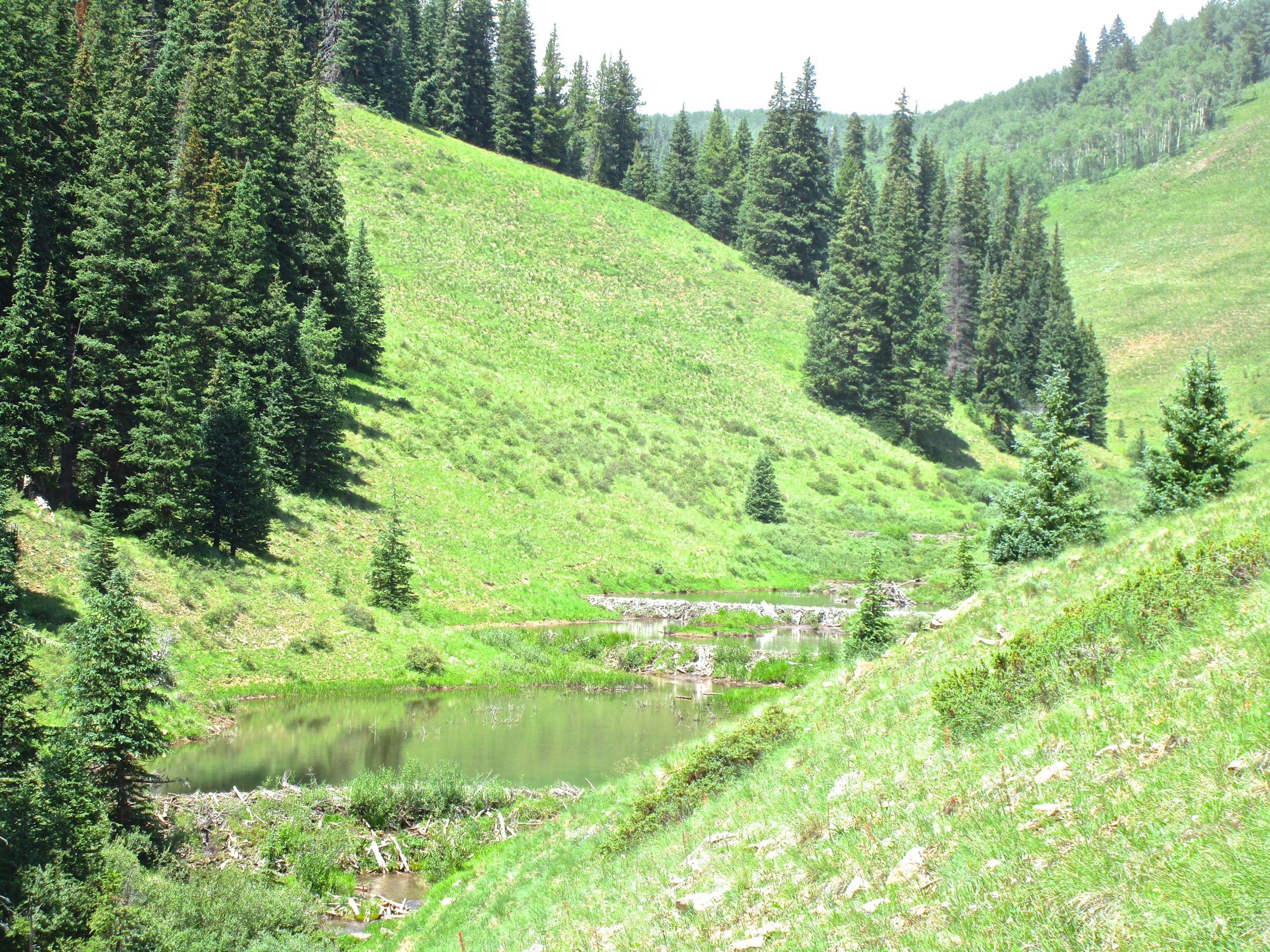A serene landscape featuring a small pond surrounded by lush green hills and a dense forest of coniferous trees. The sunlight illuminates the vibrant greenery, creating a peaceful natural setting. Reno / Flag / Bear / Deadman Loop mountain bike trail.