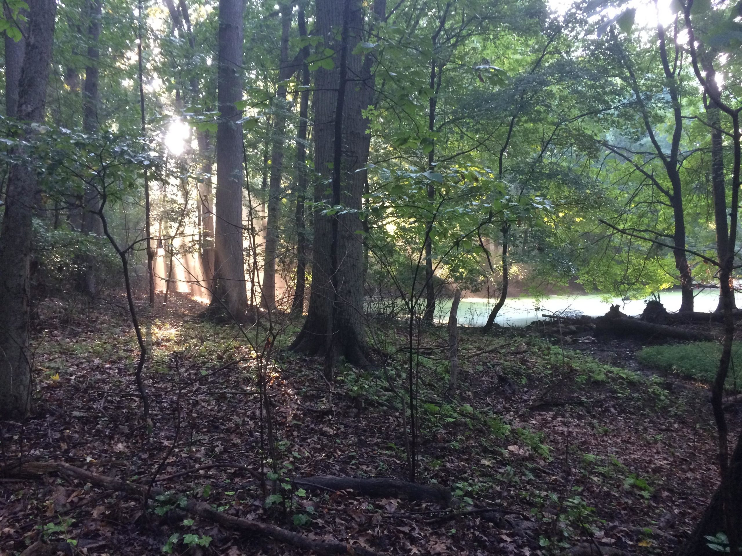 A serene forest scene with tall trees, dappled sunlight filtering through the leaves, and a glimpse of a calm body of water in the background. The forest floor is covered with fallen leaves and small plants, creating a peaceful, natural atmosphere. Trails seperated by streets mountain bike trail.