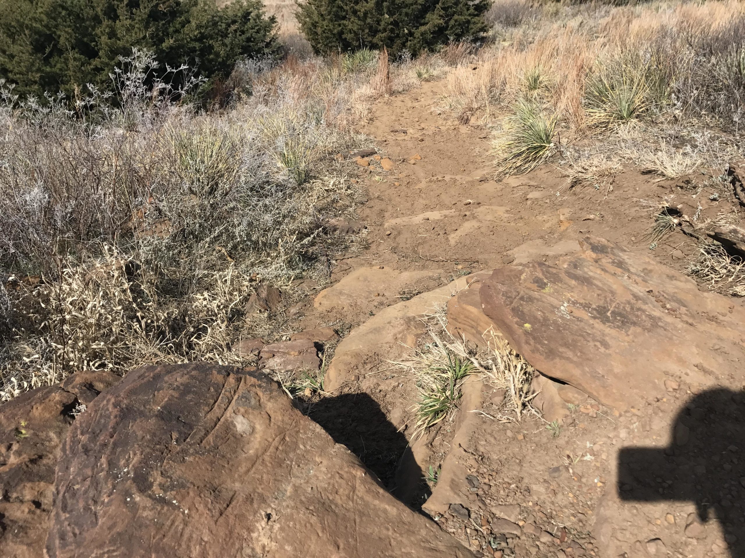 A hiking trail surrounded by dry grass and small shrubs, with rocky terrain and a few large stones visible in the foreground. Trees are in the background under a clear sky. Switchgrass mountain bike trail.