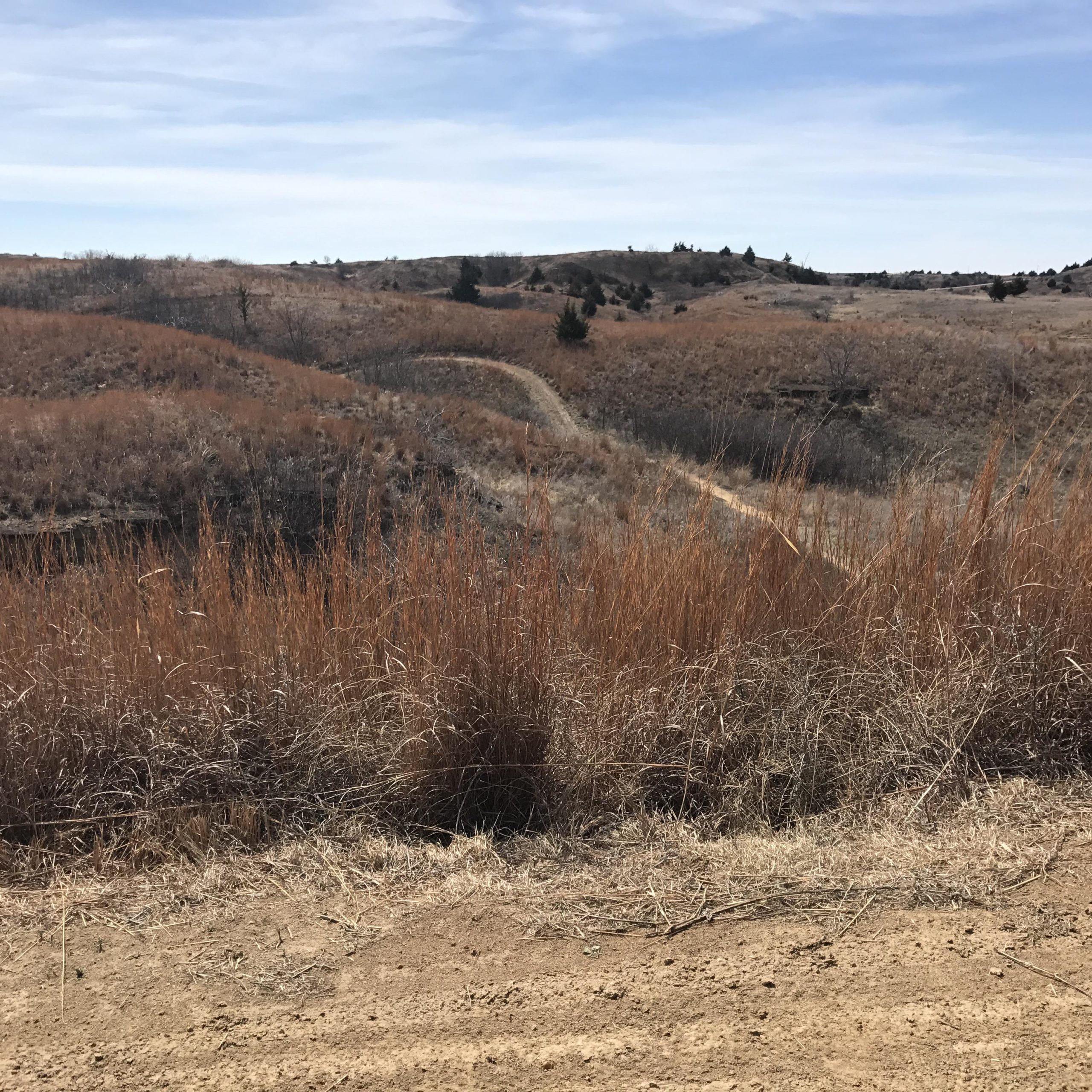 A winding dirt path leads through gently rolling hills covered with dry grasses and sparse trees under a blue sky with wispy clouds. The foreground features tall grass, creating a natural border along the path. Switchgrass mountain bike trail.