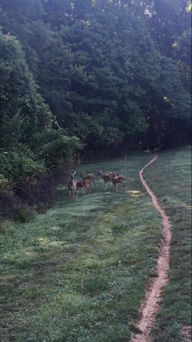 A group of four deer grazing near a tree line, with a winding dirt path visible in the foreground and lush greenery surrounding the scene. Creve Couer Park mountain bike trail.