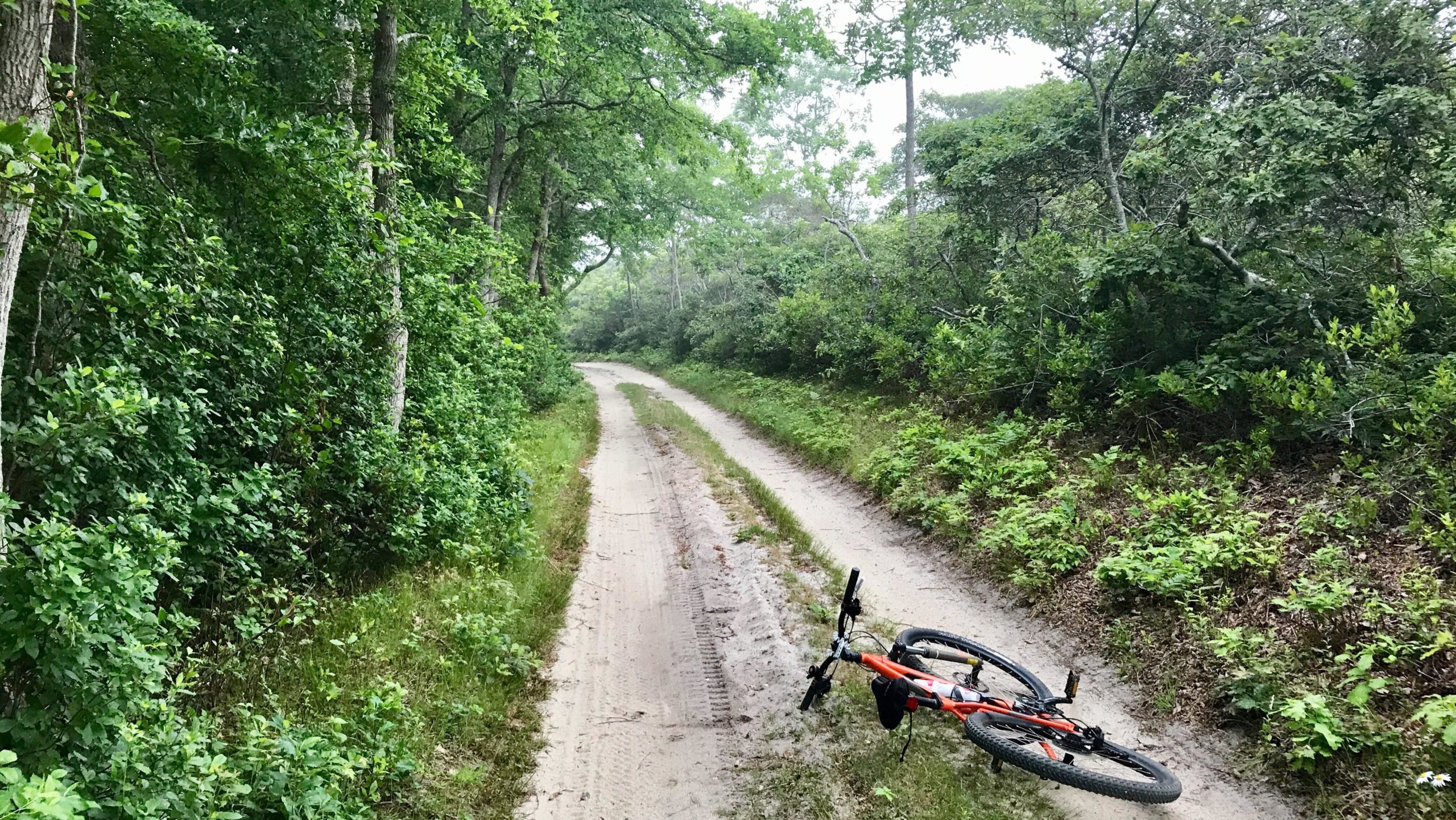 A narrow, sandy path winding through a lush green forest, with trees and shrubs lining both sides. An orange bicycle lies on its side on the path, suggesting it has been abandoned or has fallen. The atmosphere is calm and natural, with dappled light filtering through the leaves. Bernard Valley to Altar Rock mountain bike trail.