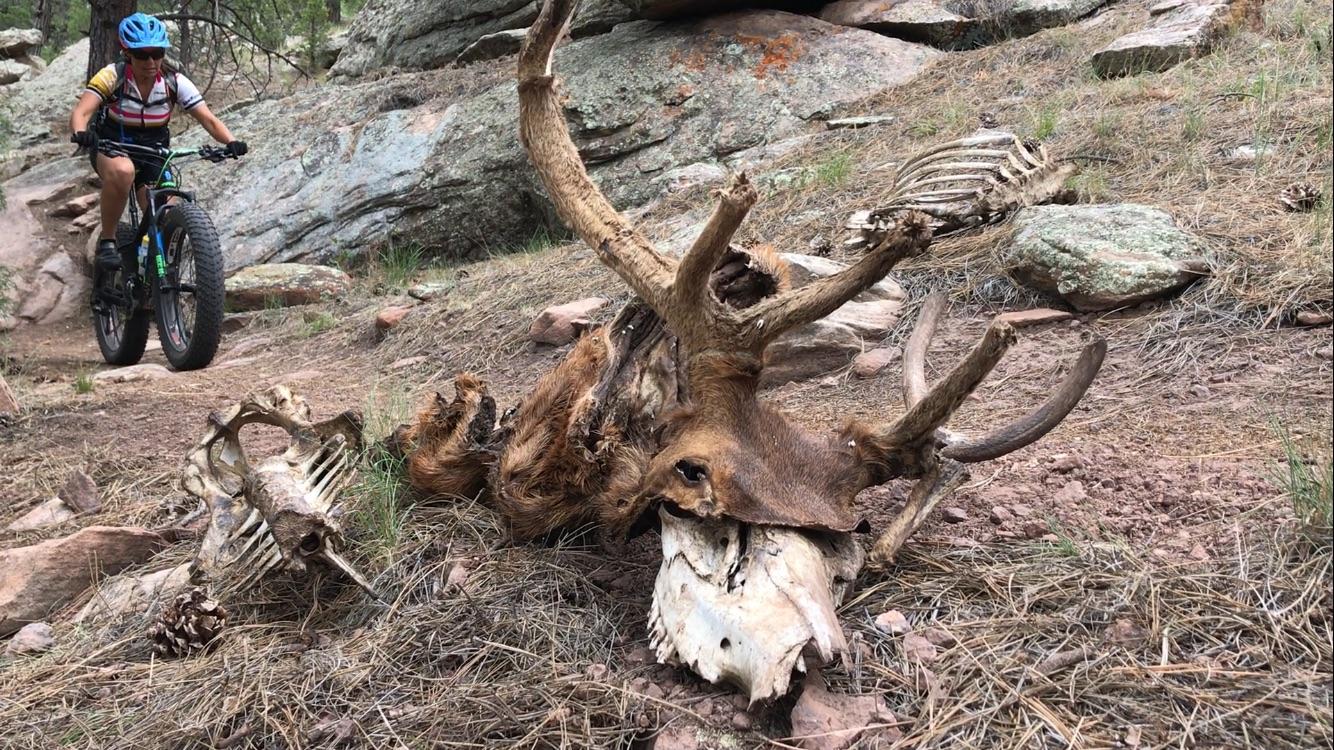 A cyclist riding a fat tire bike on a mountain trail, with a deer skeleton lying on the ground surrounded by rocks and pine needles. Hilso Mountain Bike Trail mountain bike trail.