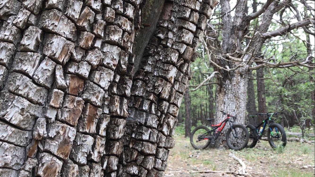 Close-up view of a textured tree bark with a focus on its rugged surface, featuring a background with another large tree and two mountain bikes resting against it in a forested area. Hilso Mountain Bike Trail mountain bike trail.