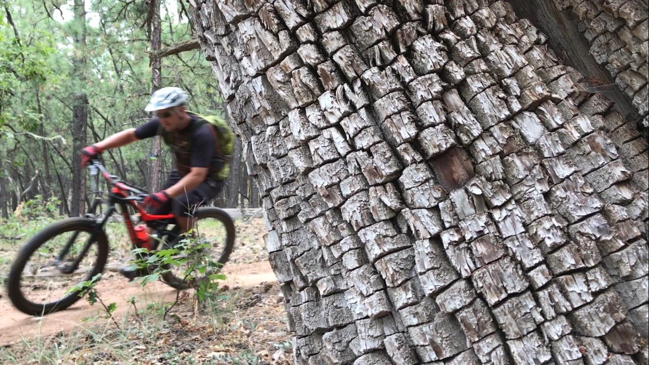 A mountain biker riding on a dirt path in a forest, with a close-up view of a textured tree trunk in the foreground. The background features green trees and vegetation, creating a natural outdoor setting. Hilso Mountain Bike Trail mountain bike trail.
