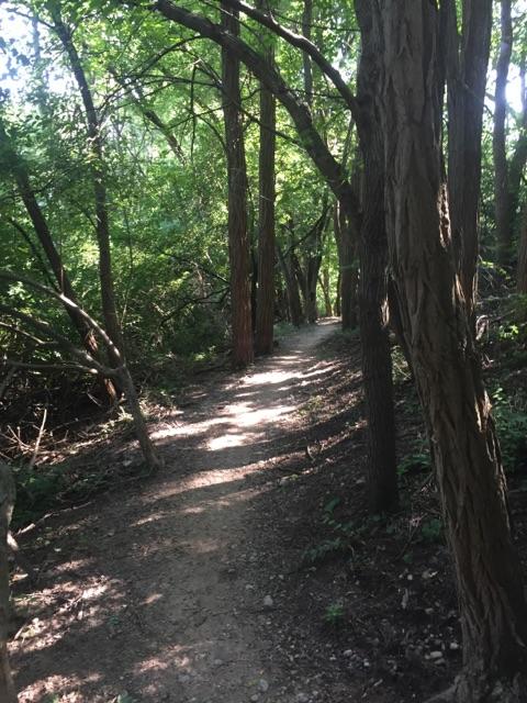 A narrow dirt path winding through a lush, green forest, surrounded by tall trees and underbrush, with dappled sunlight filtering through the leaves. Raceway Woods mountain bike trail.