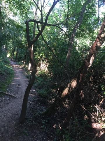 A narrow, winding dirt path through a lush, green forest with trees and dense foliage on either side. Sunlight filters through the leaves, creating a serene and natural atmosphere. Raceway Woods mountain bike trail.