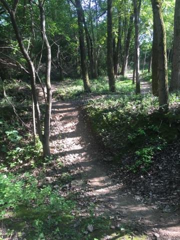 A sunlit forest path winding through tall trees, with patches of green underbrush and scattered leaves along the trail. Raceway Woods mountain bike trail.