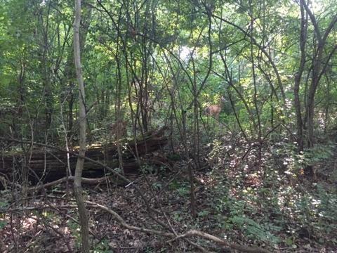 A densely wooded area with tall trees, underbrush, and fallen logs; a deer can be seen in the background, partially obscured by the foliage. The scene is well-lit, suggesting it's a sunny day. Raceway Woods mountain bike trail.