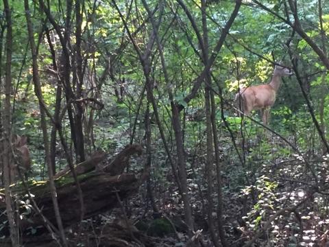 A deer standing partially hidden among trees and bushes in a wooded area, with another deer partially visible in the foreground. The scene is illuminated by dappled sunlight filtering through the leaves. Raceway Woods mountain bike trail.