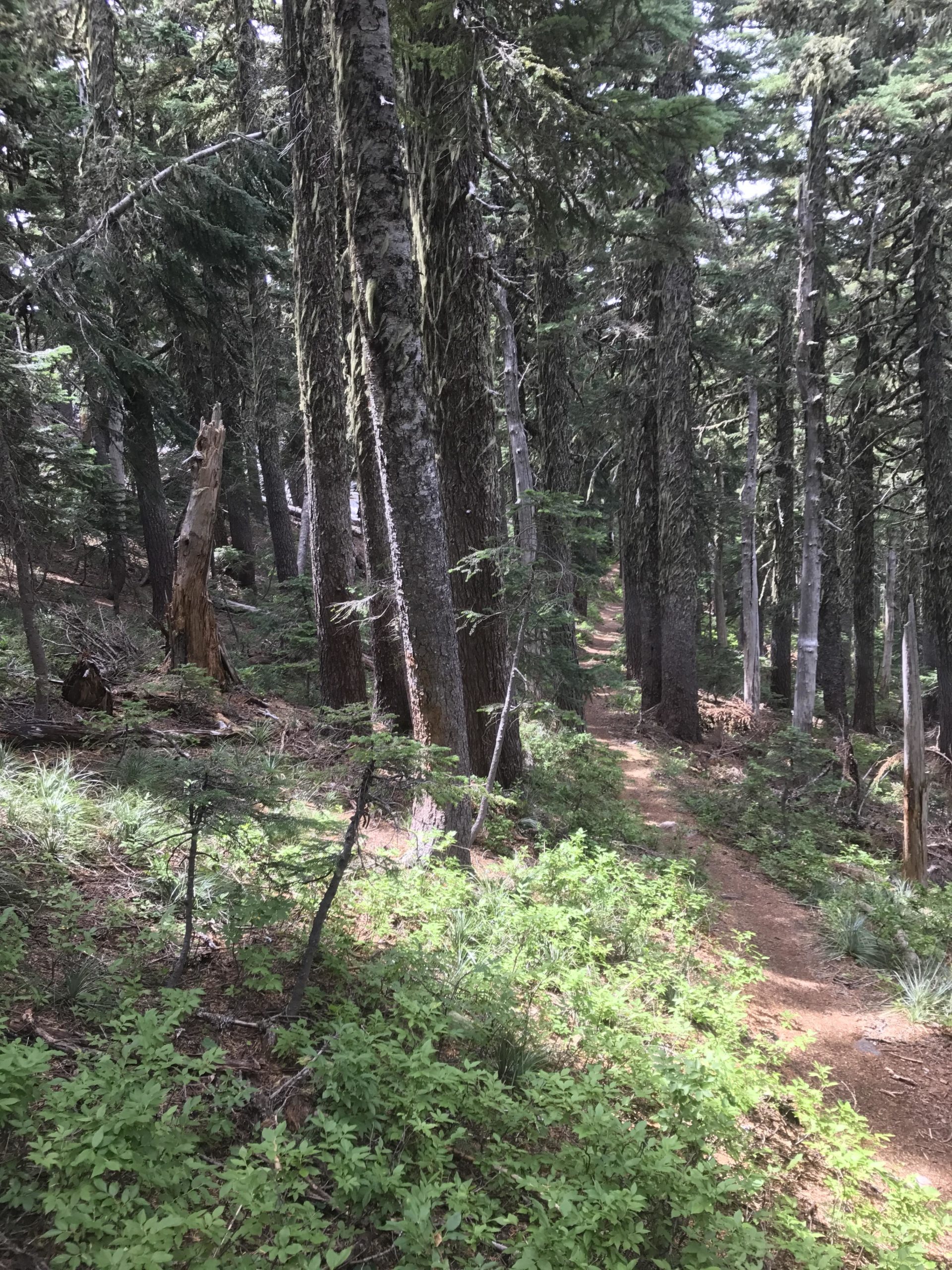 A serene forest scene featuring tall trees, lush green undergrowth, and a winding dirt path through the woods, illuminated by dappled sunlight. Gunsight Ridge mountain bike trail.