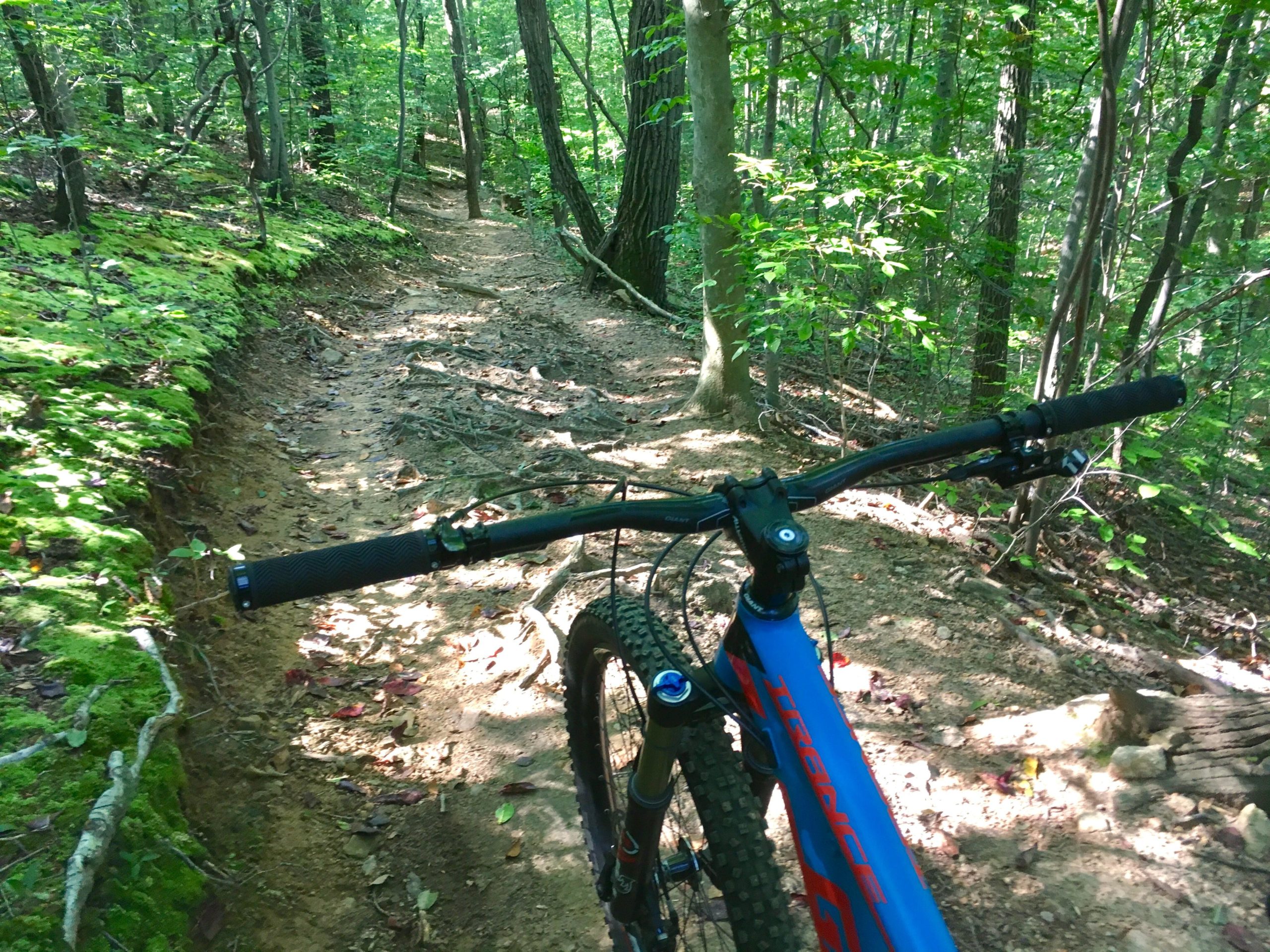 A mountain bike parked on a narrow dirt trail surrounded by lush green trees and undergrowth. The perspective shows the handlebars of the bike in the foreground, with the path winding into the wooded area ahead. Sunlight filters through the trees, illuminating the trail. Lewis Morris mountain bike trail.