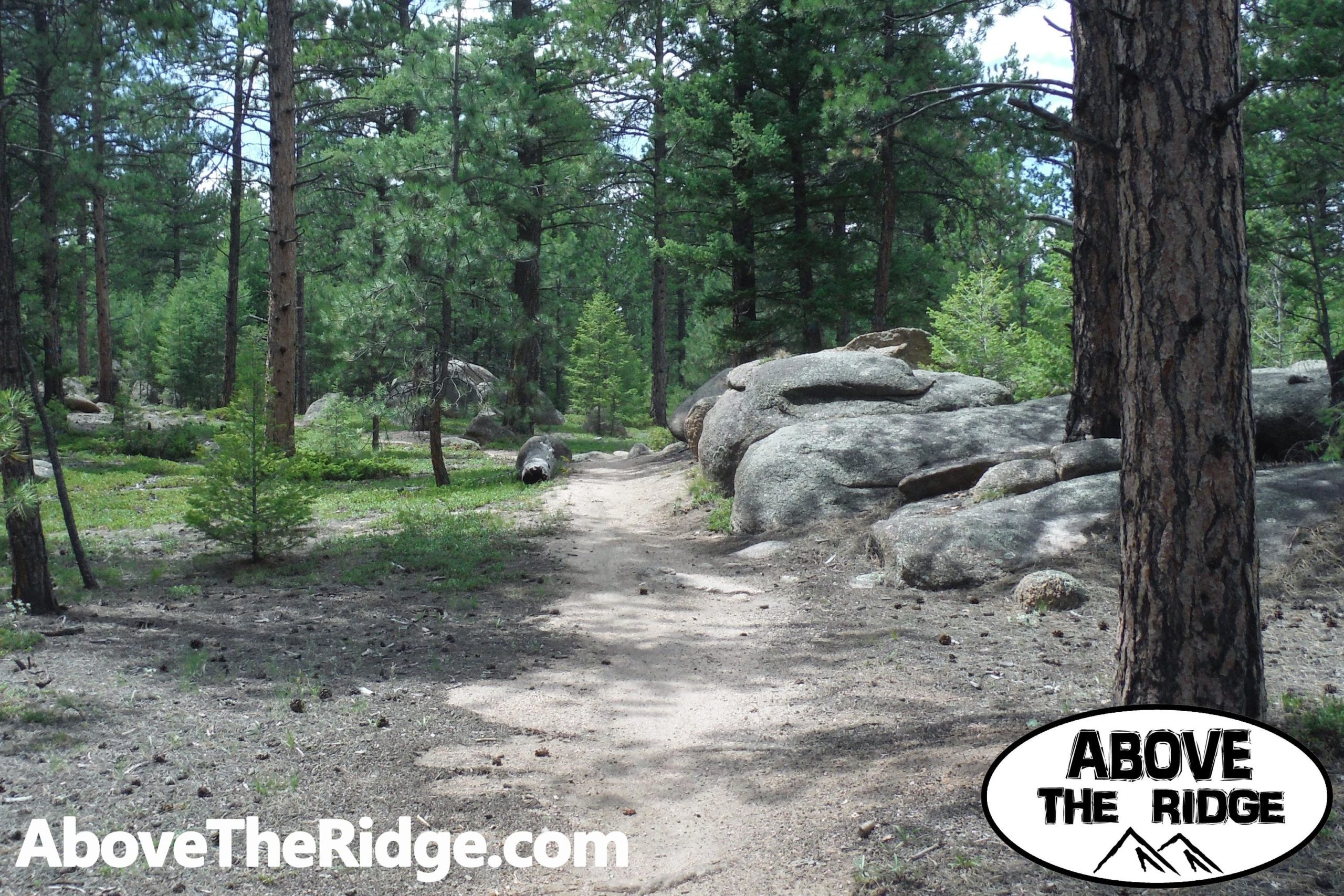 A serene forest scene featuring a dirt path winding through tall pine trees and boulders. Lush greenery surrounds the trail, which is partially shaded by the trees. The setting conveys a peaceful, natural environment, ideal for hiking or exploration. Little Scraggy mountain bike trail.