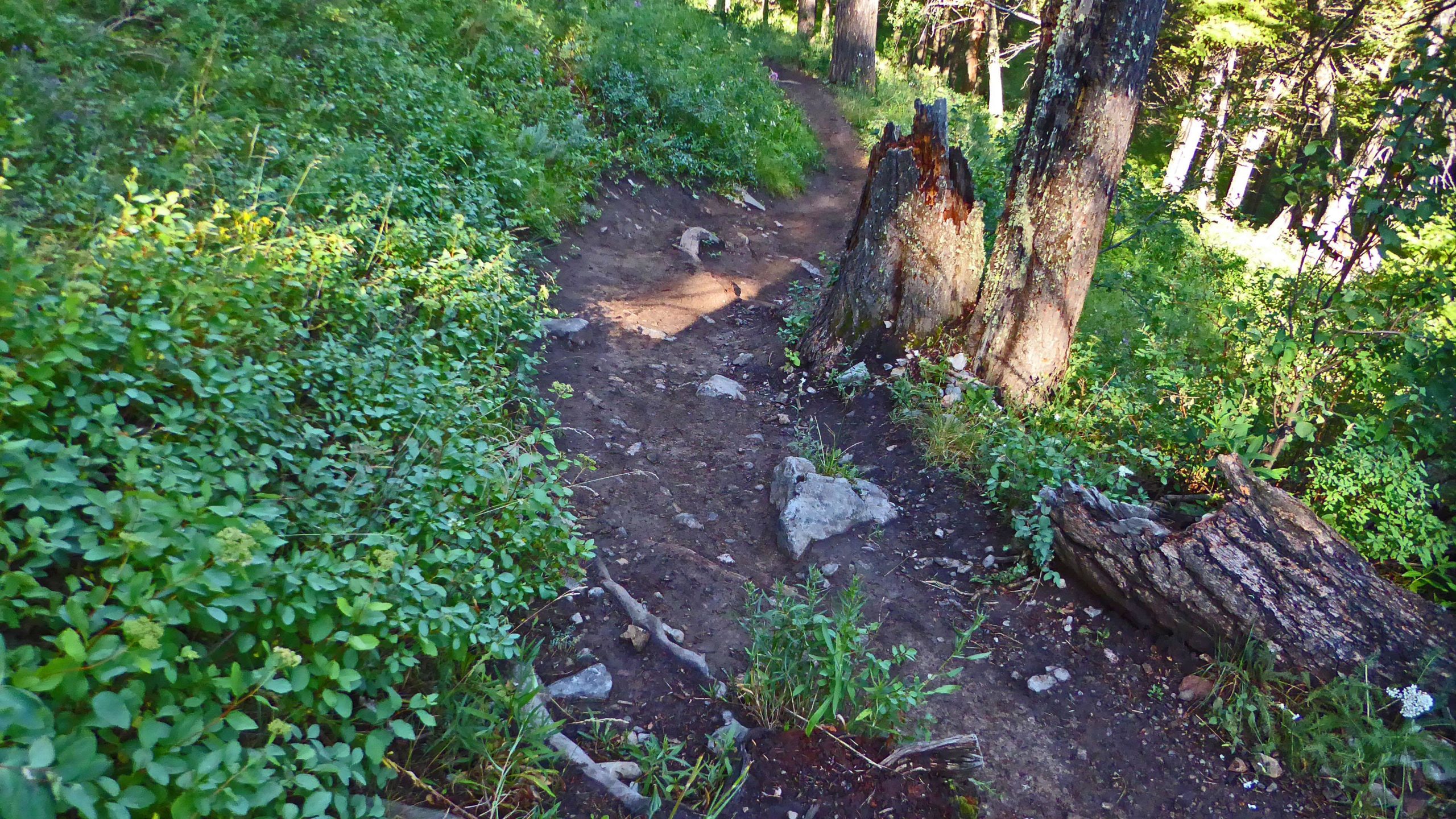 A narrow dirt trail winding through a lush green forest, flanked by vibrant foliage and scattered rocks. Sunlight filters through the trees, illuminating the path and creating a serene and inviting atmosphere for outdoor exploration. Sink or Swim mountain bike trail.