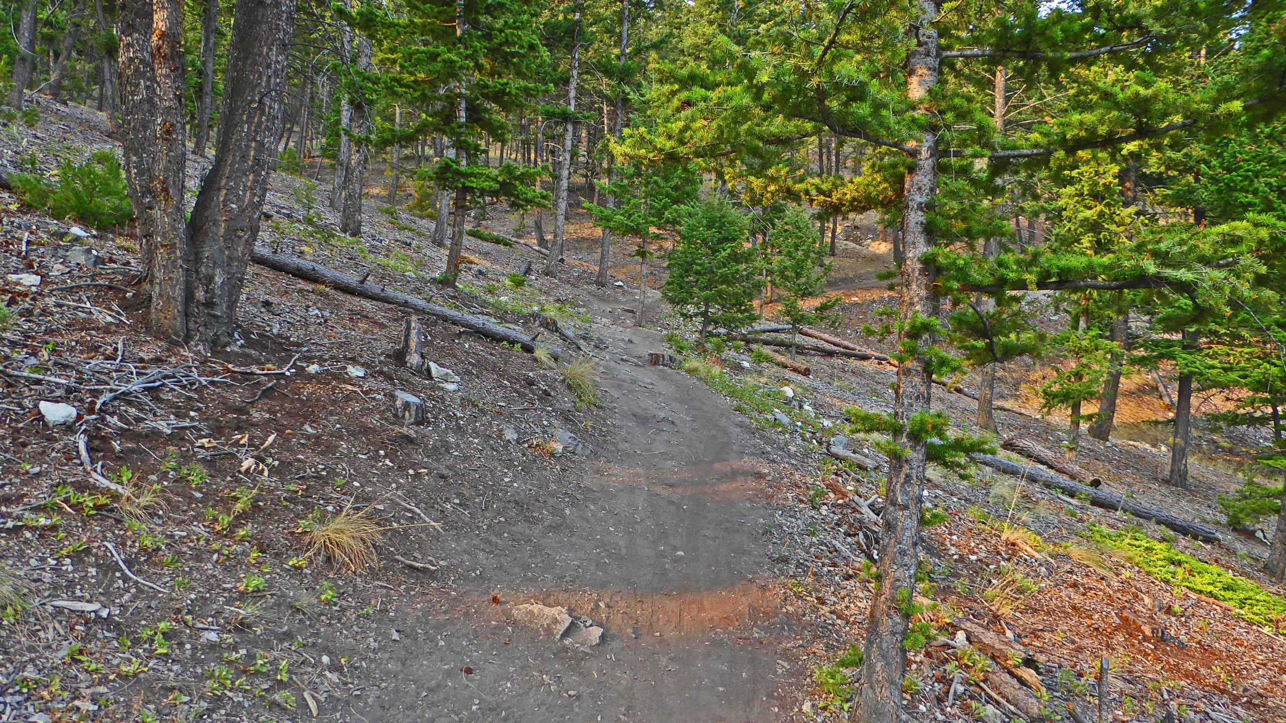 Winding dirt path through a forested hillside, surrounded by pine trees and scattered rocks, with fallen logs and patches of grass along the trail. 2006 Trail mountain bike trail.
