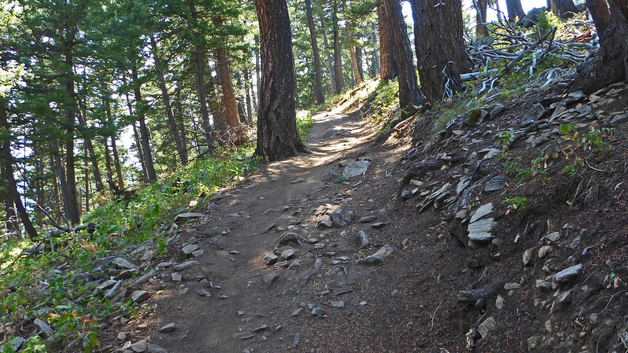 A dirt trail winding through a forest, flanked by tall trees and scattered rocks. The path is surrounded by greenery, indicating a natural outdoor setting. Leverich Trail mountain bike trail.