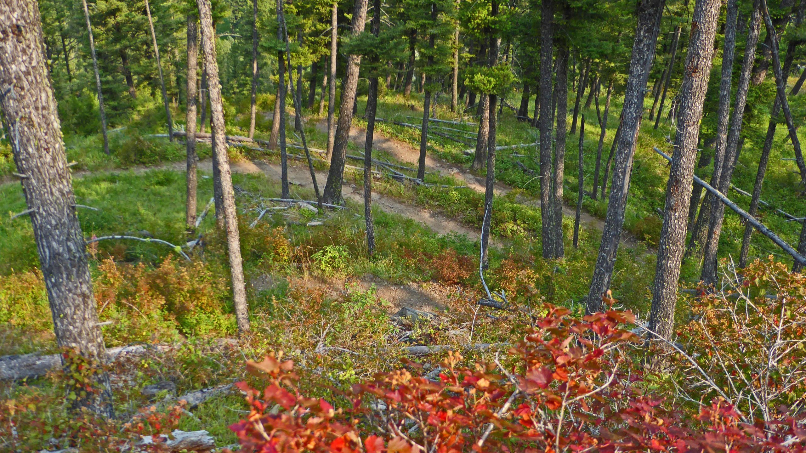 A scenic view of a forest featuring tall trees with green foliage, a winding dirt path, and patches of colorful underbrush, including red and orange leaves. The image captures the serene beauty of nature in a lush, wooded area. Bangtail Divide mountain bike trail.