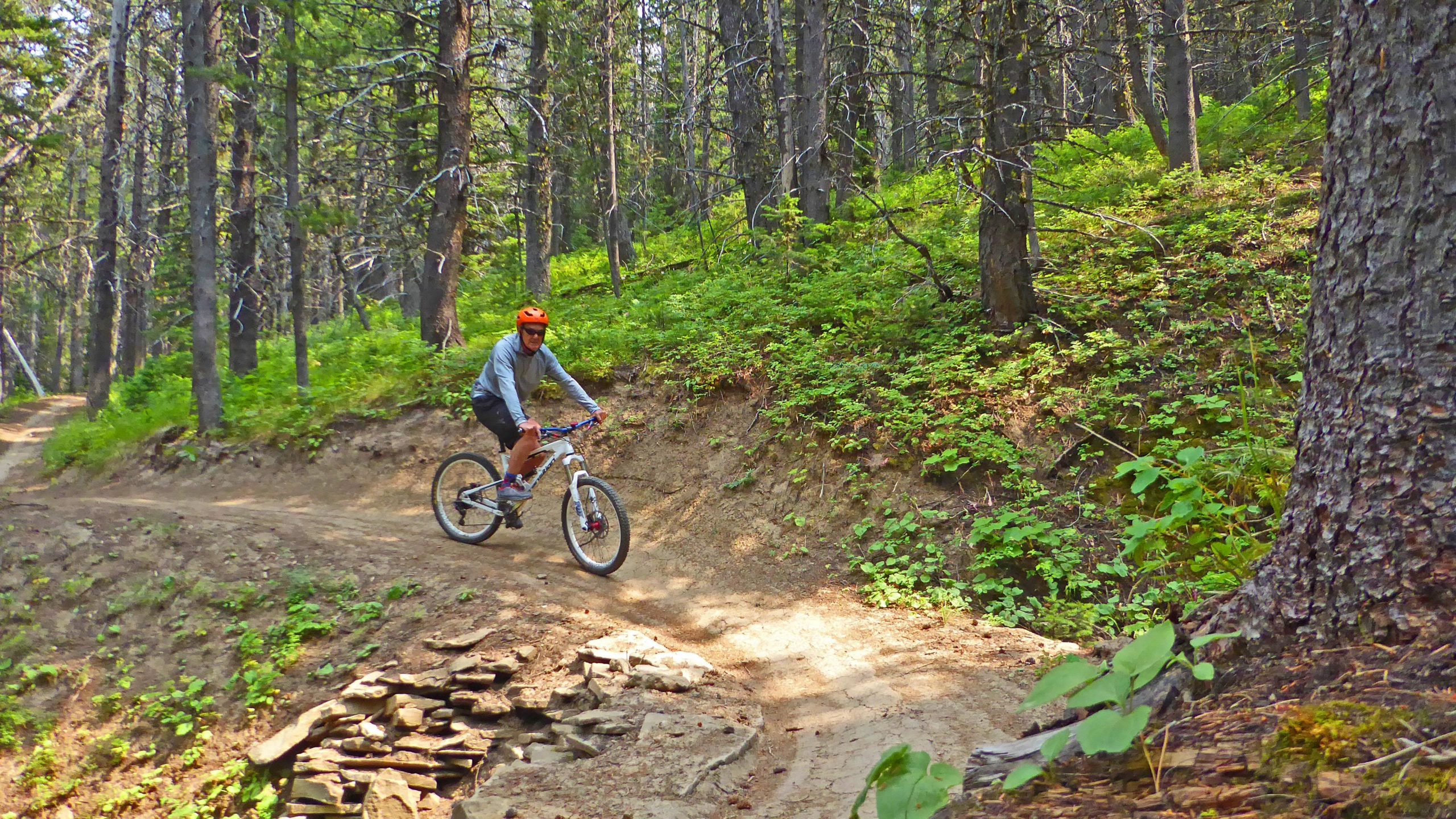 A mountain biker rides along a narrow dirt trail in a dense forest, surrounded by tall trees and lush greenery. The cyclist is wearing an orange helmet and a light gray long-sleeve shirt, navigating the trail with a focused expression. In the foreground, stones line the edge of the pathway, adding to the rugged natural scenery. Bangtail Divide mountain bike trail.