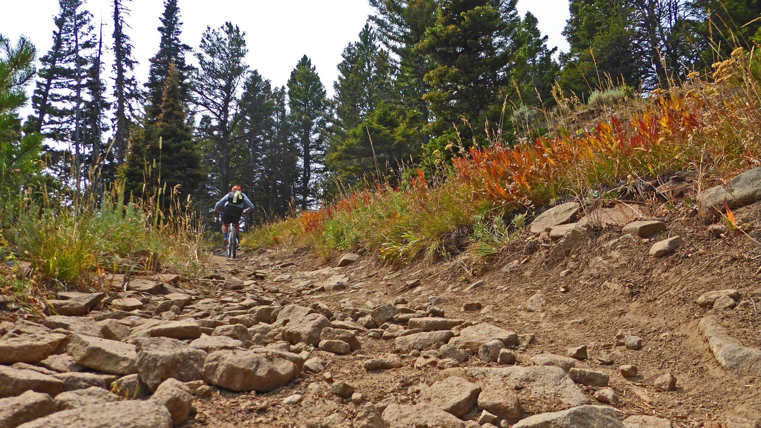 A mountain biker navigates a rocky trail surrounded by tall trees and colorful foliage, emphasizing the ruggedness of the terrain and the beauty of the natural landscape. Bangtail Divide mountain bike trail.