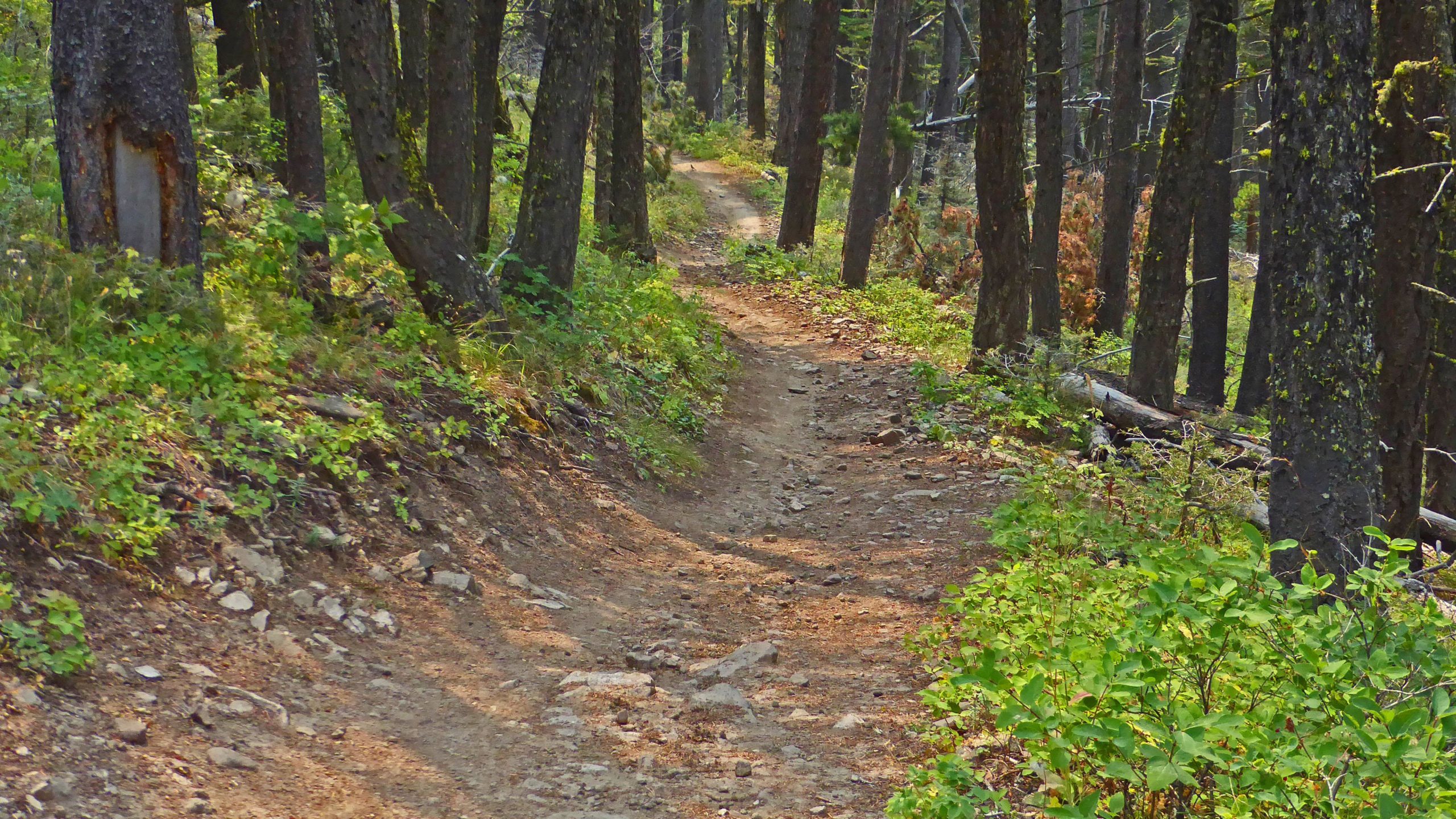A winding dirt trail lined with trees and greenery, set in a forested area. The path is slightly rocky and leads into a lush environment with both leafy plants and tree trunks visible along the sides. Bangtail Divide mountain bike trail.