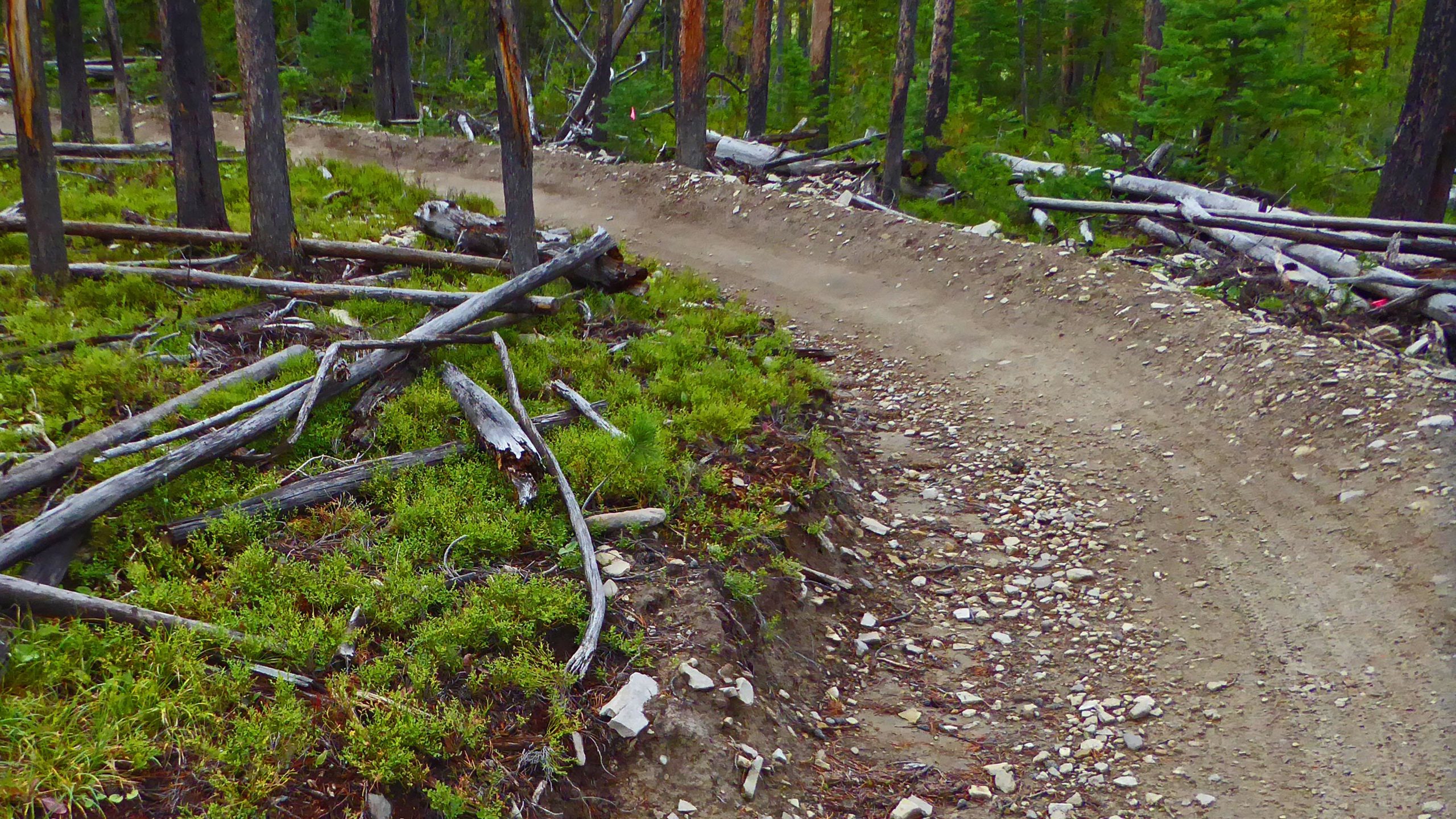 A winding dirt path curves through a forested area, surrounded by green moss and scattered rocks. Fallen tree branches and logs are visible along the trail, with tall trees in the background. The scene conveys a natural, rugged environment ideal for outdoor activities. Mountain to Meadow mountain bike trail.
