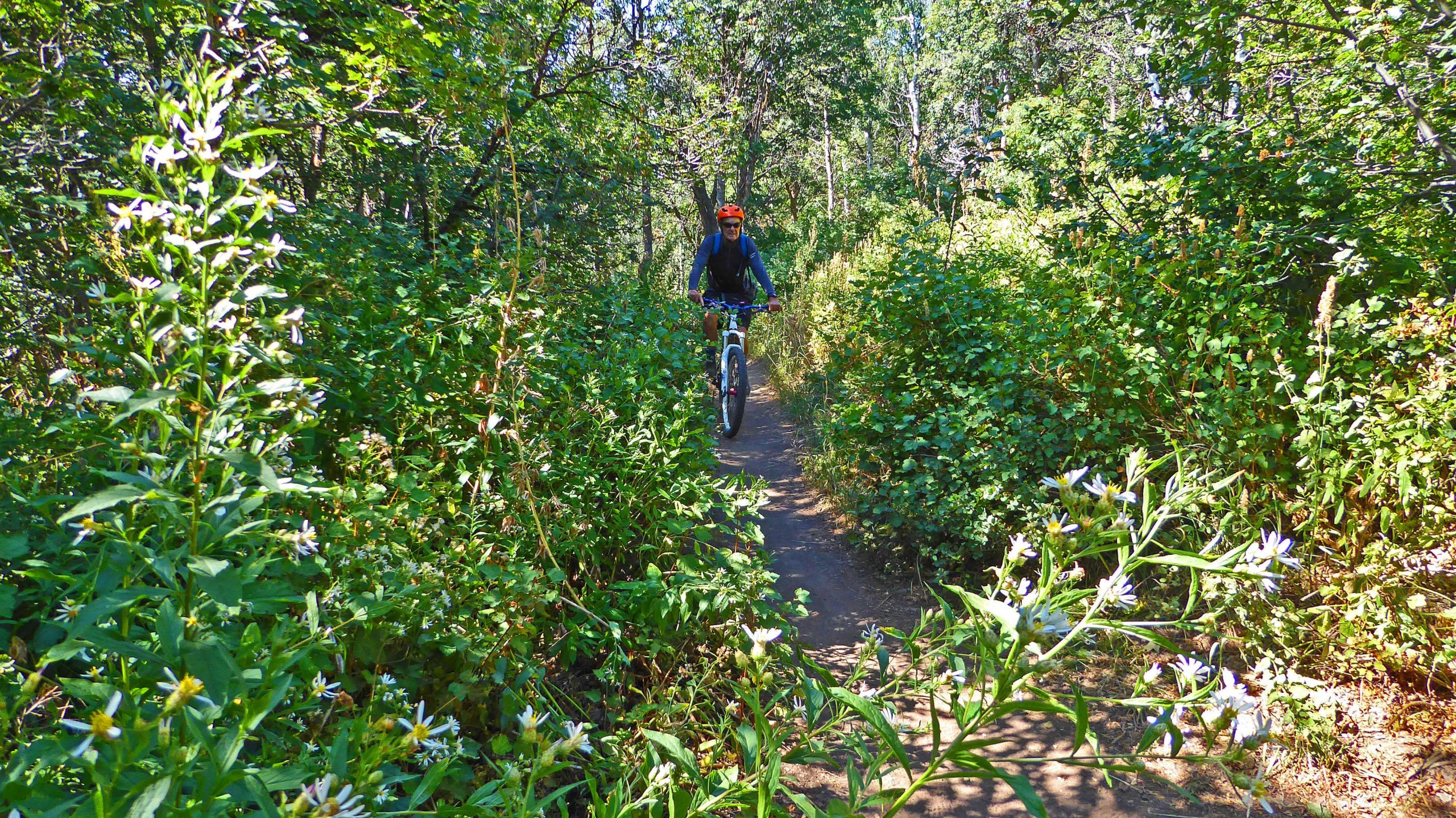A mountain biker navigating a narrow dirt path surrounded by lush greenery and flowering plants in a sunlit forest. Sardine Peak Loop mountain bike trail.
