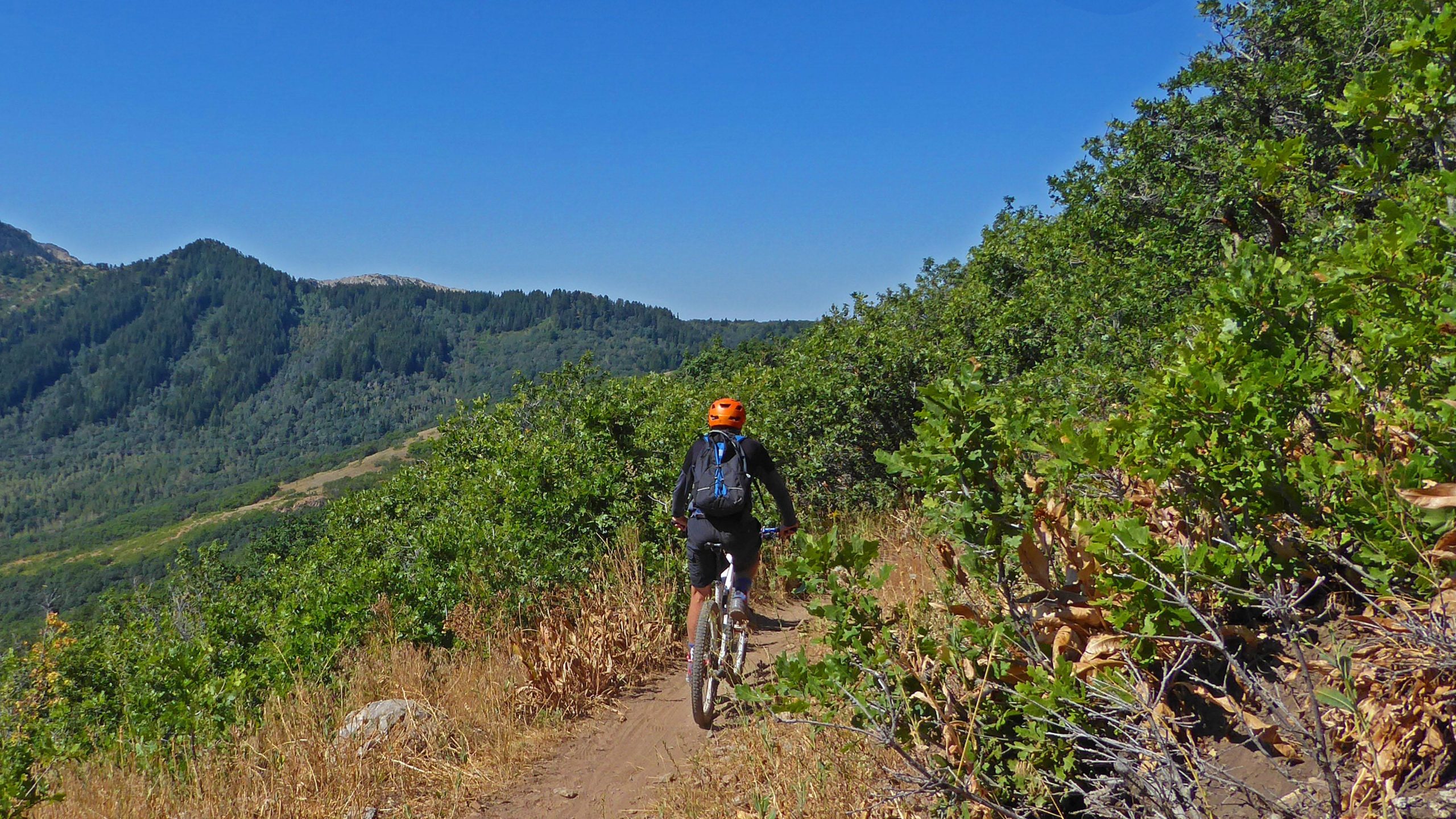 A mountain biker wearing an orange helmet and a backpack rides along a narrow dirt trail surrounded by greenery, with rolling hills and blue sky in the background. Sardine Peak Loop mountain bike trail.